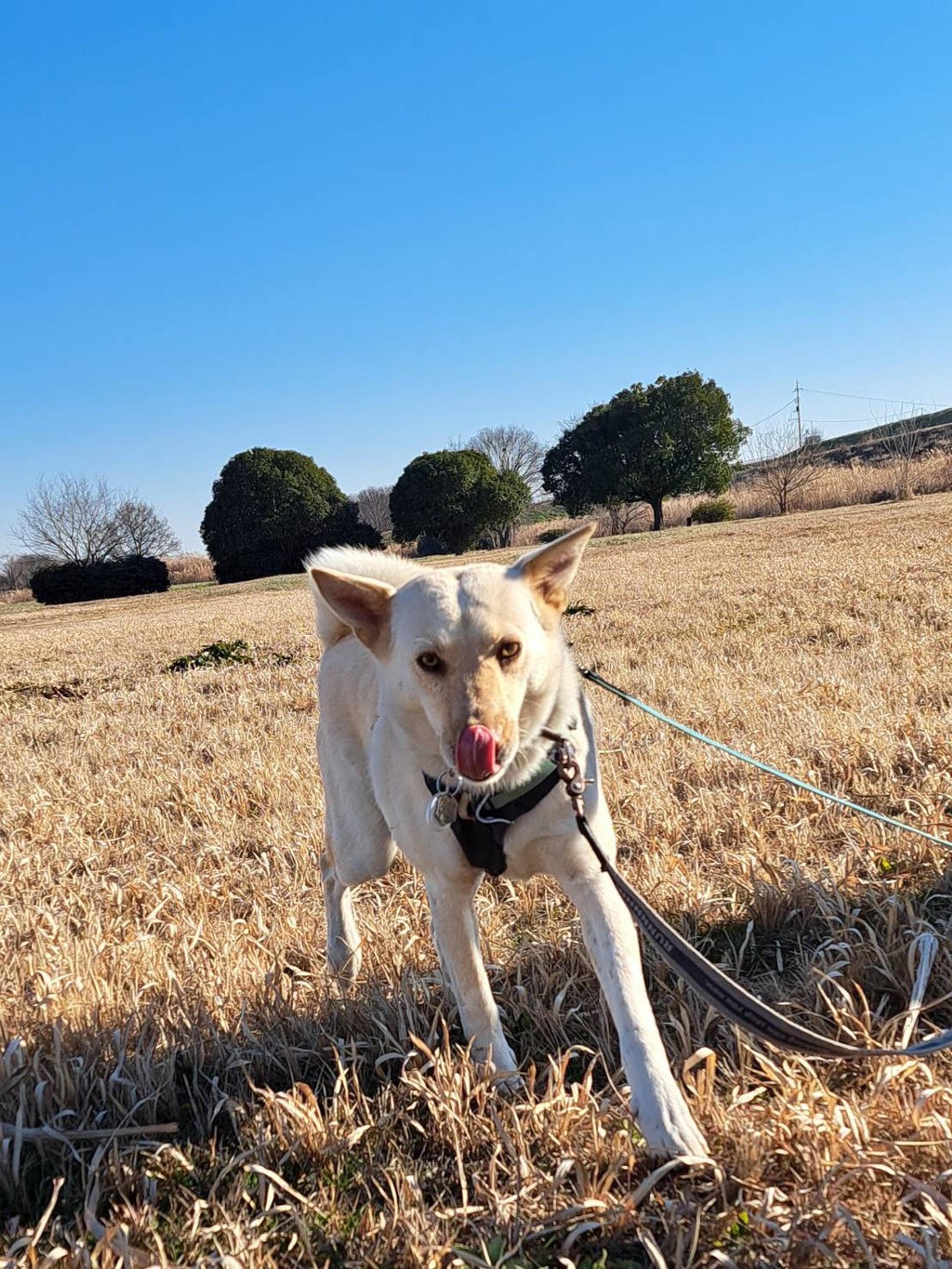 pet-image-4