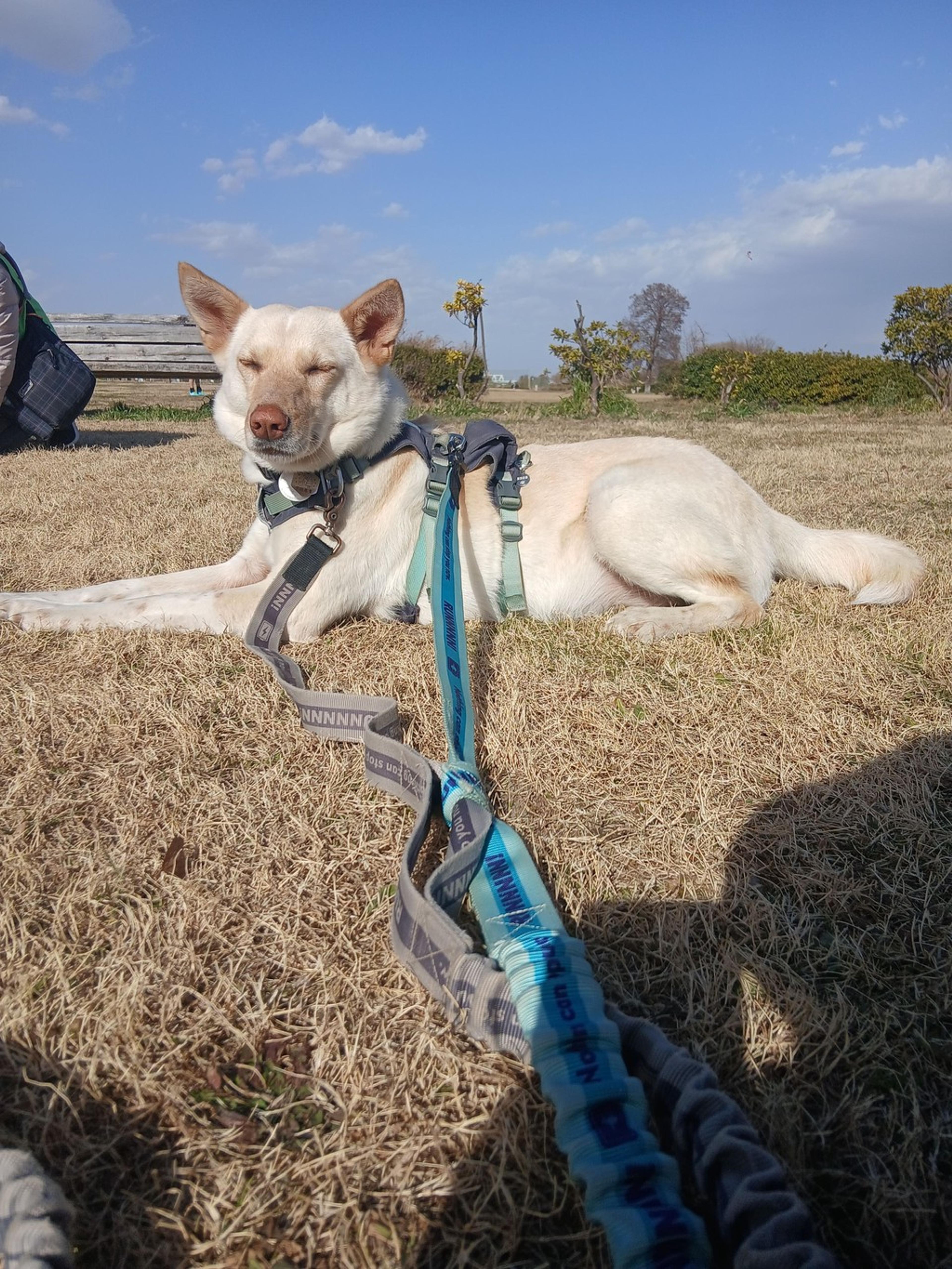 pet-image-5