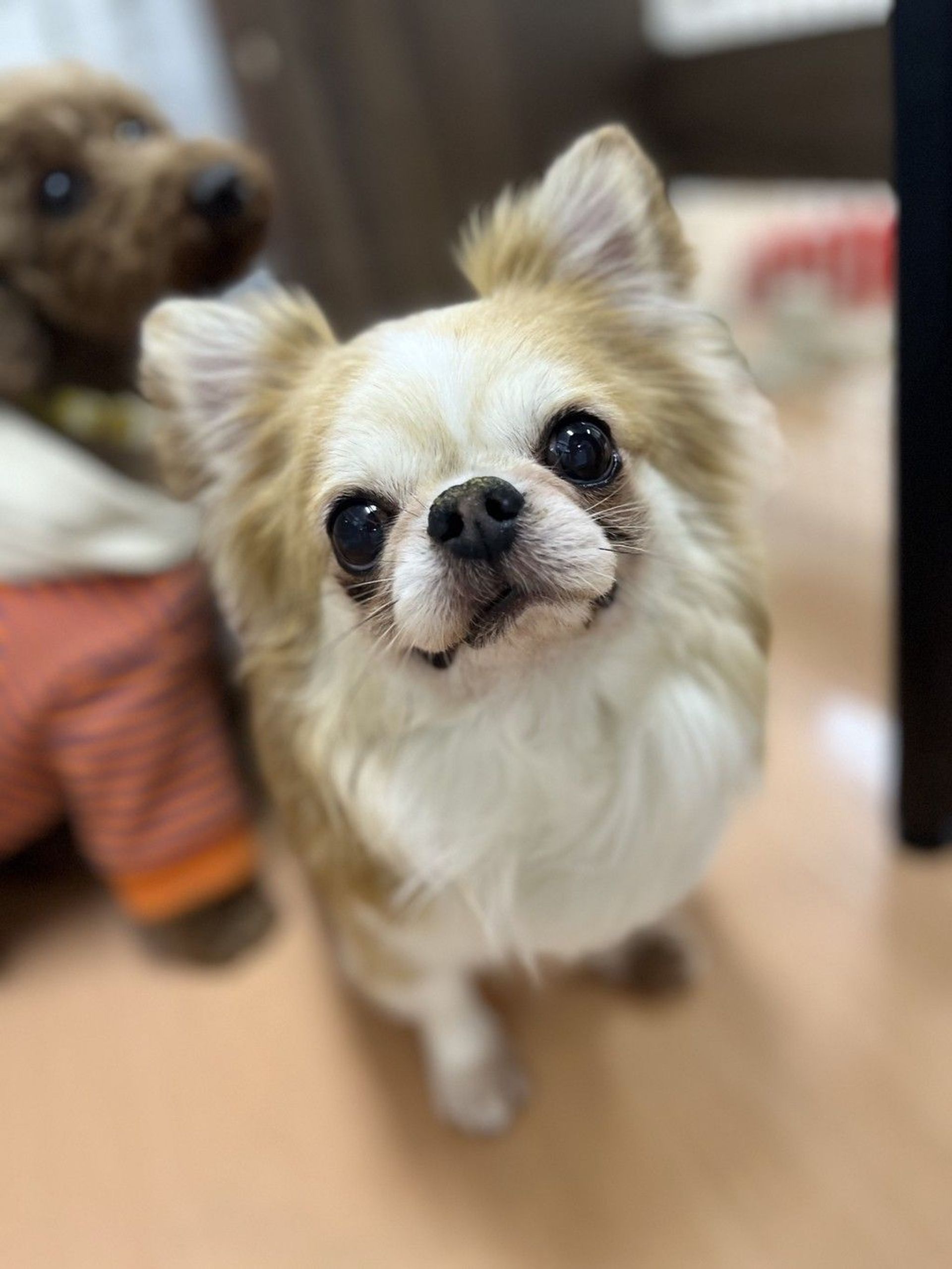 チワワ・メスの里親募集の写真