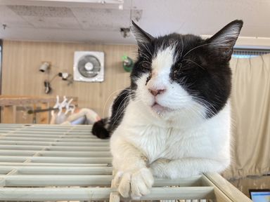 雑種（ミックス猫）・メスの里親募集の写真