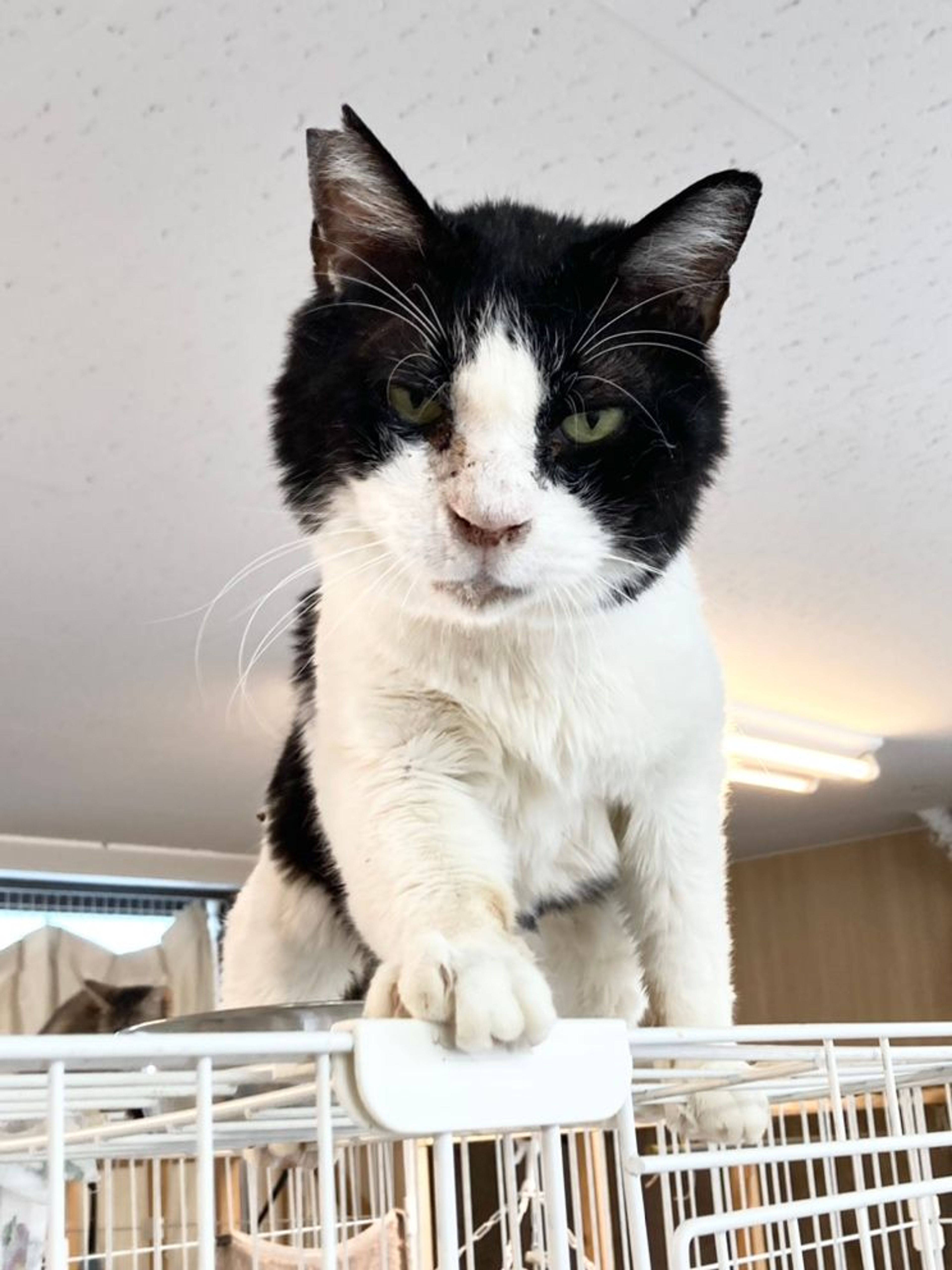 雑種（ミックス猫）・メスの里親募集の写真