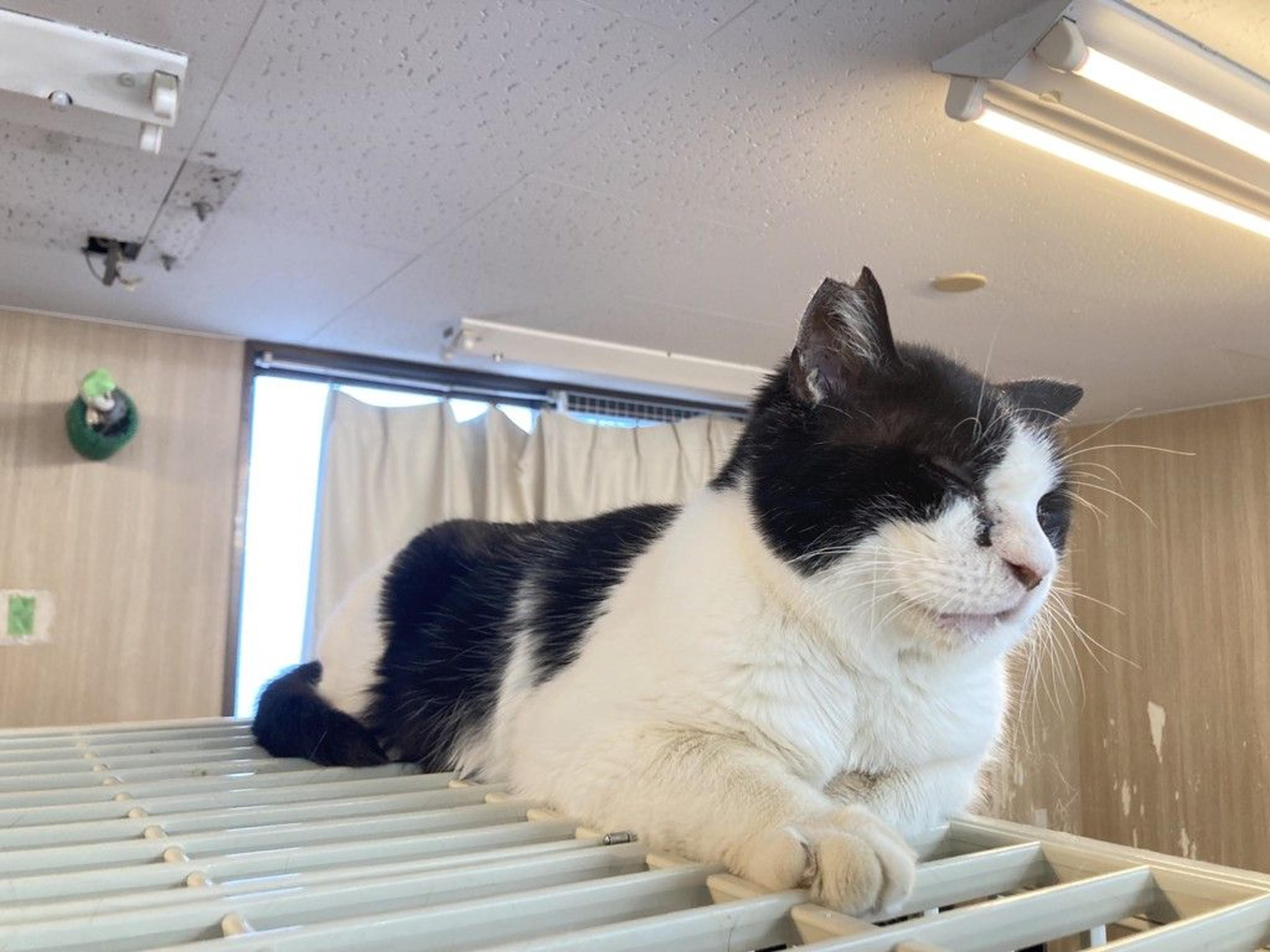 pet-image-3
