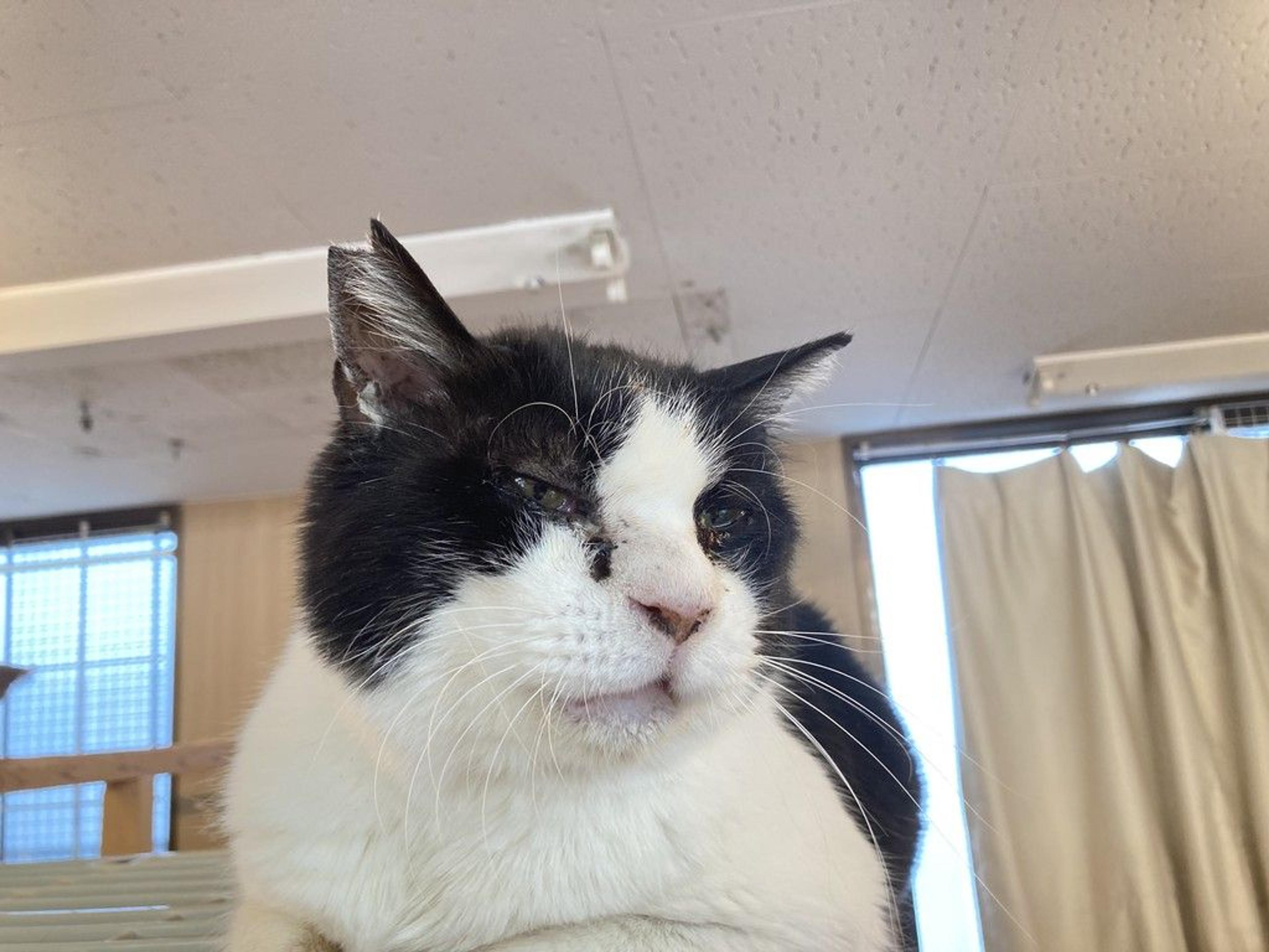 pet-image-4