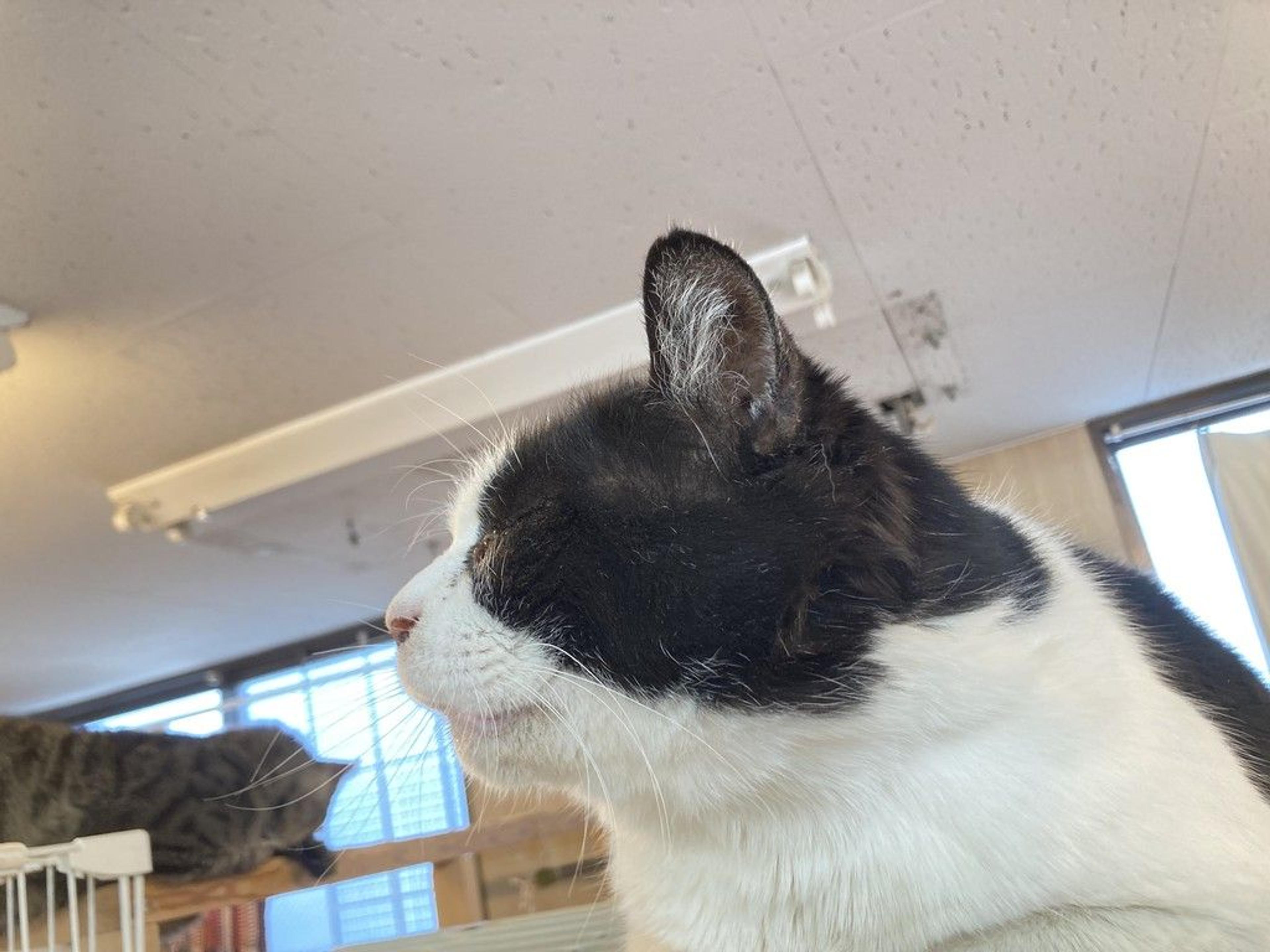 pet-image-5