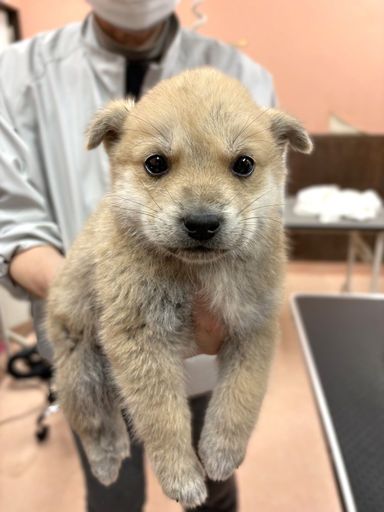 ユウユウ【1/31譲渡会！】