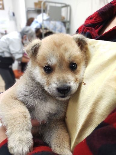雑種（ミックス犬）・オスの里親募集の写真