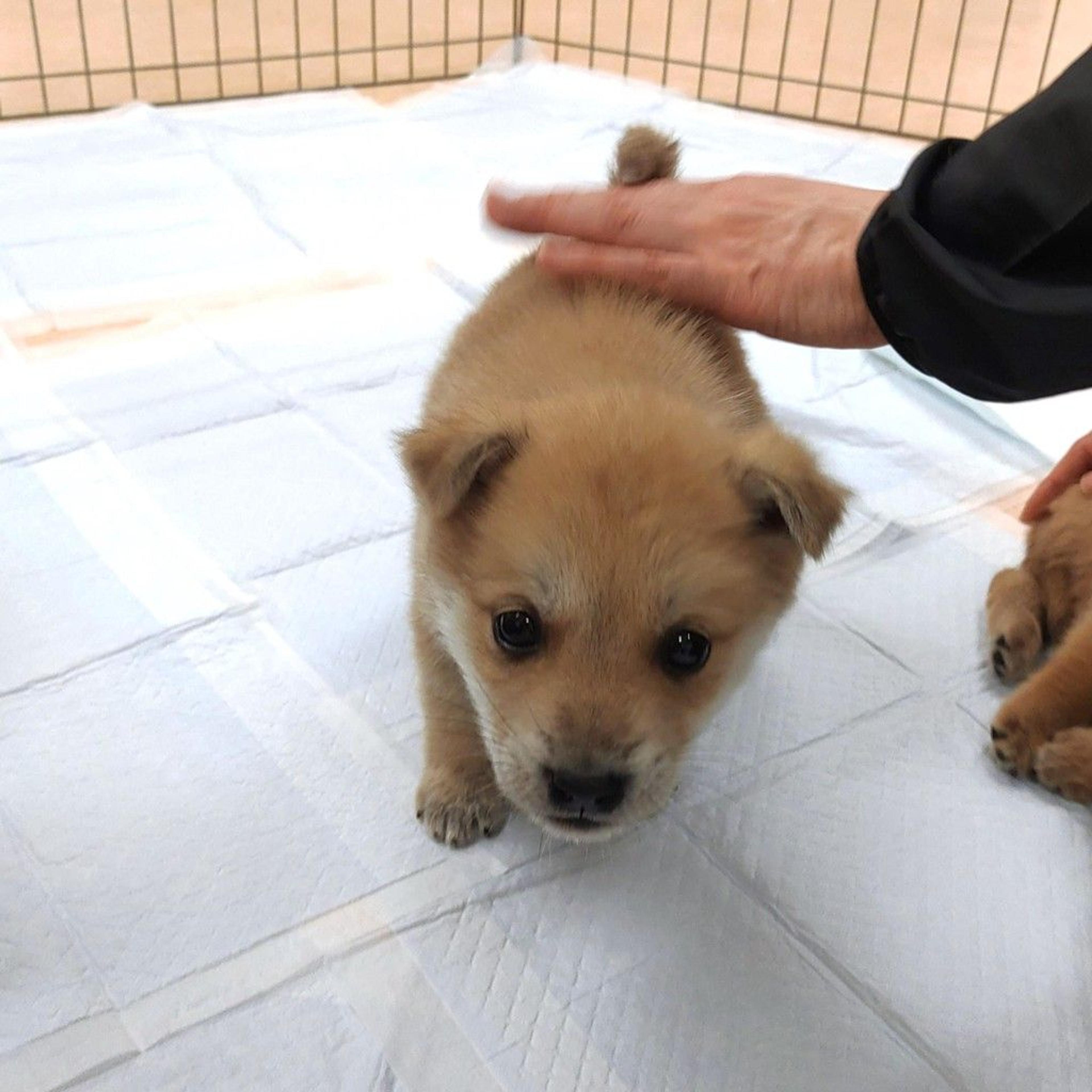 pet-image-4