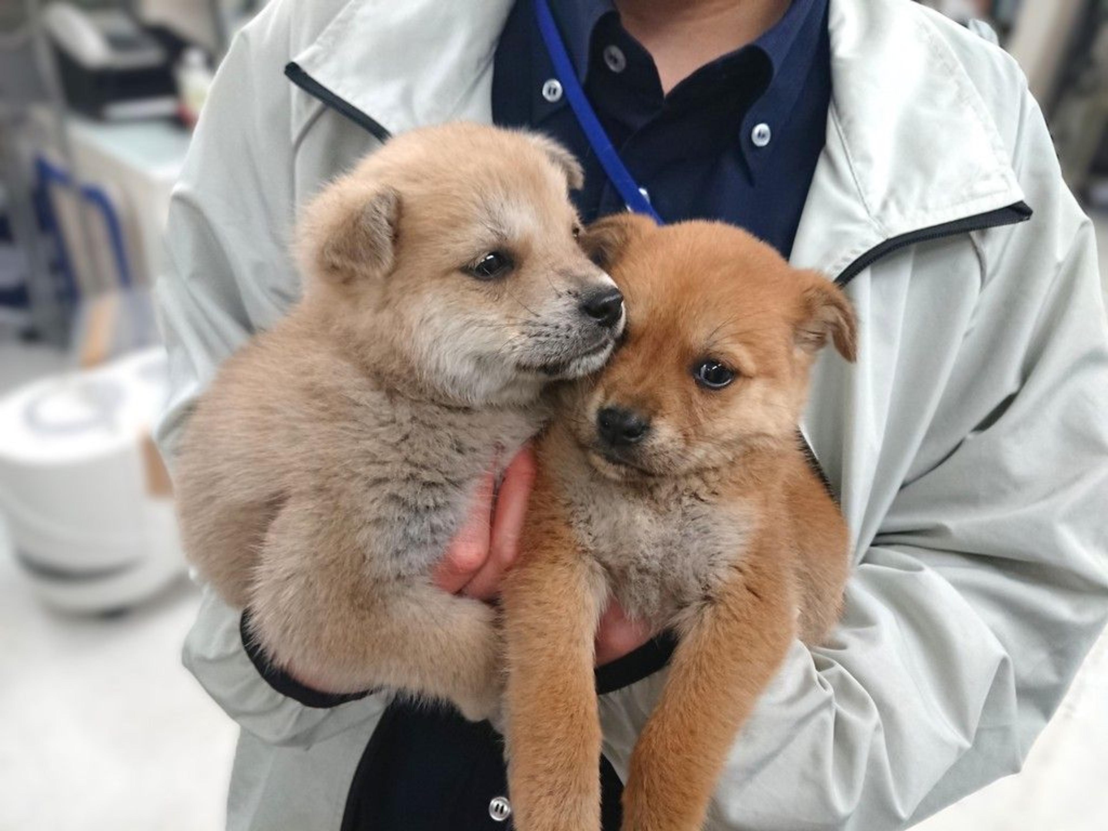 pet-image-5