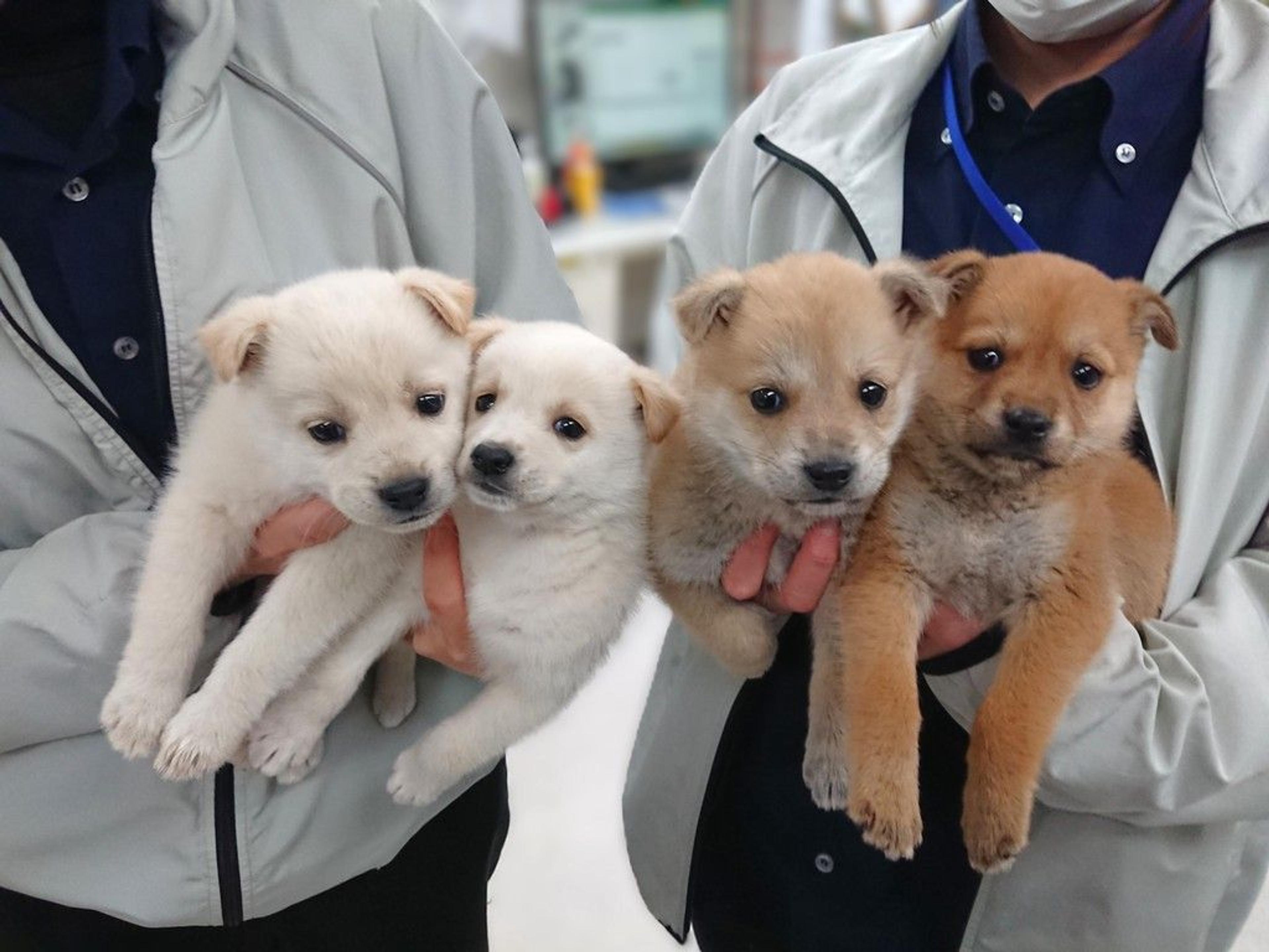 pet-image-6
