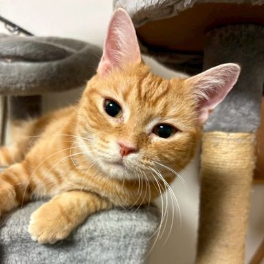 雑種（ミックス猫）・メスの里親募集の写真