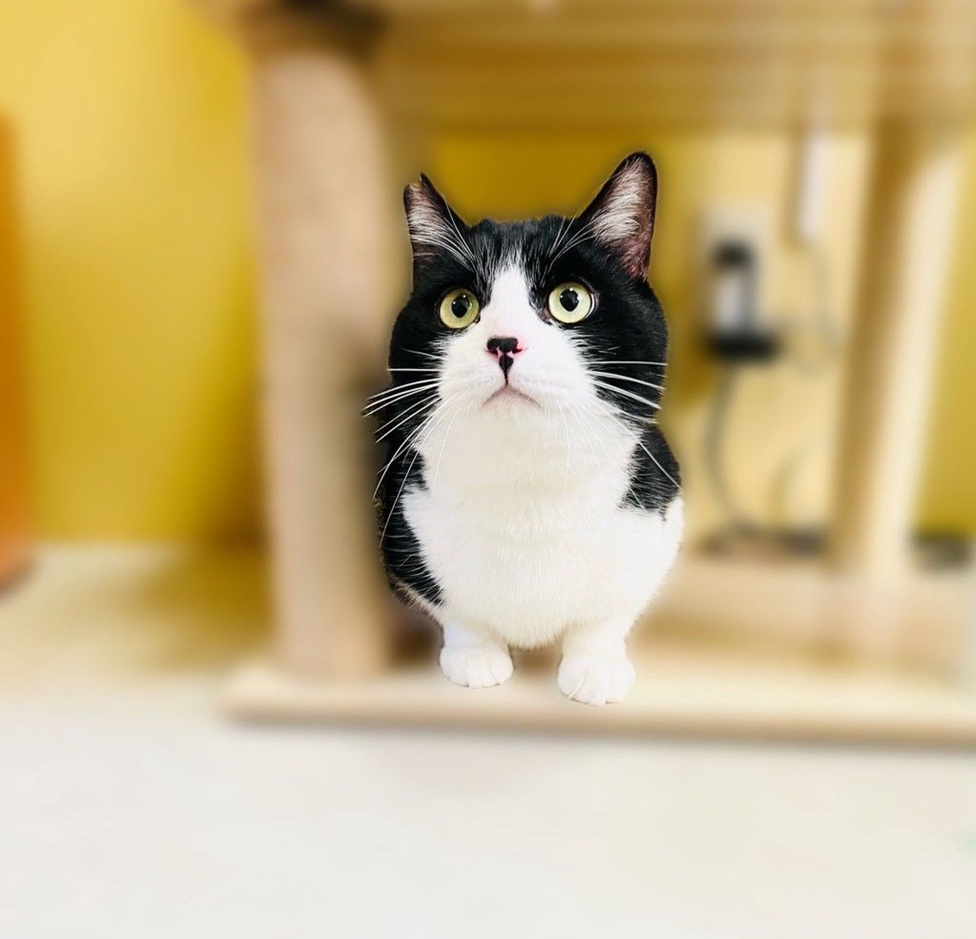 雑種（ミックス猫）・オスの里親募集の写真