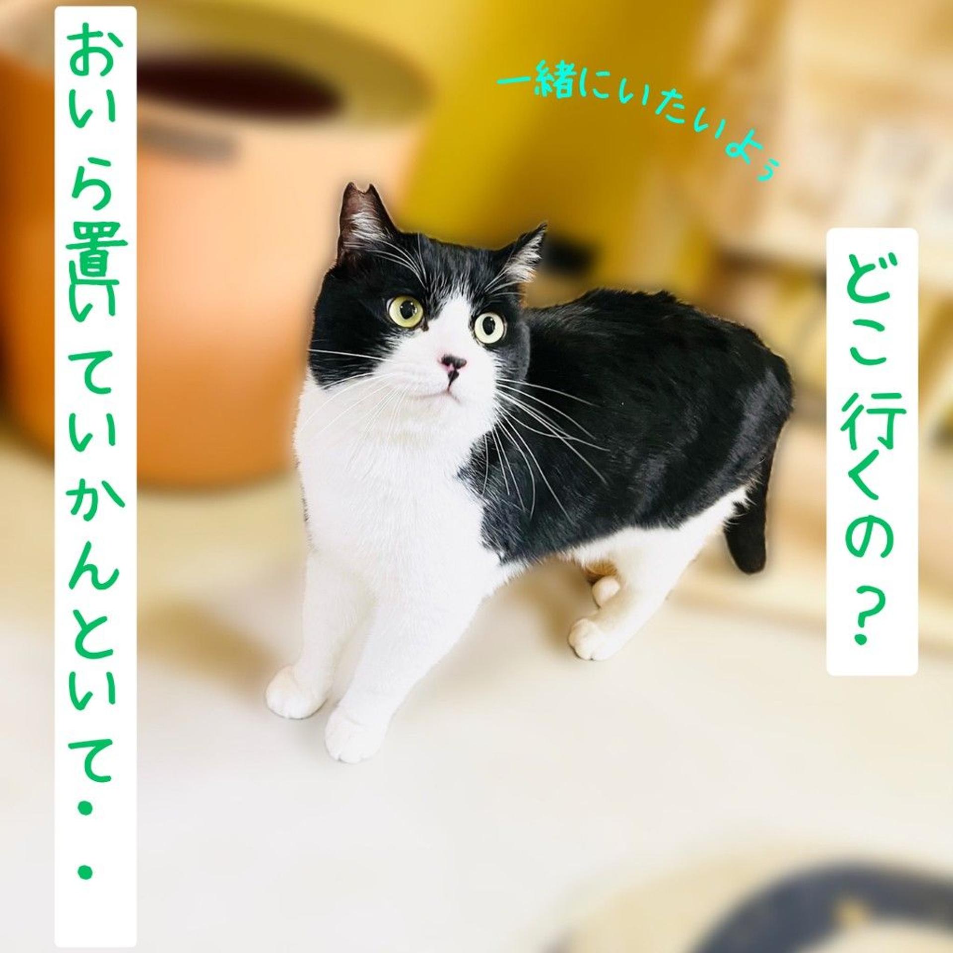 pet-image-2