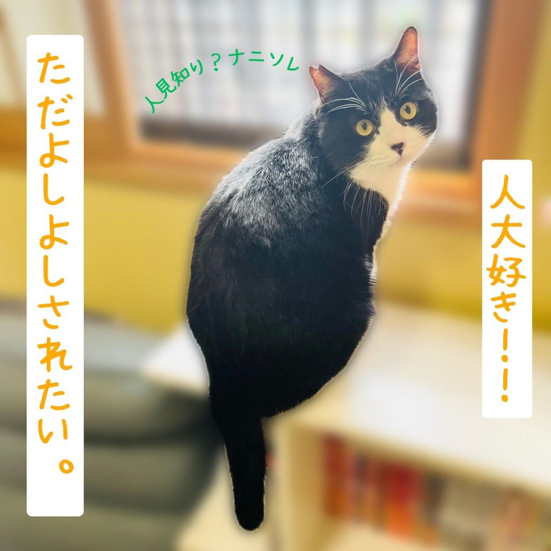 pet-image-5