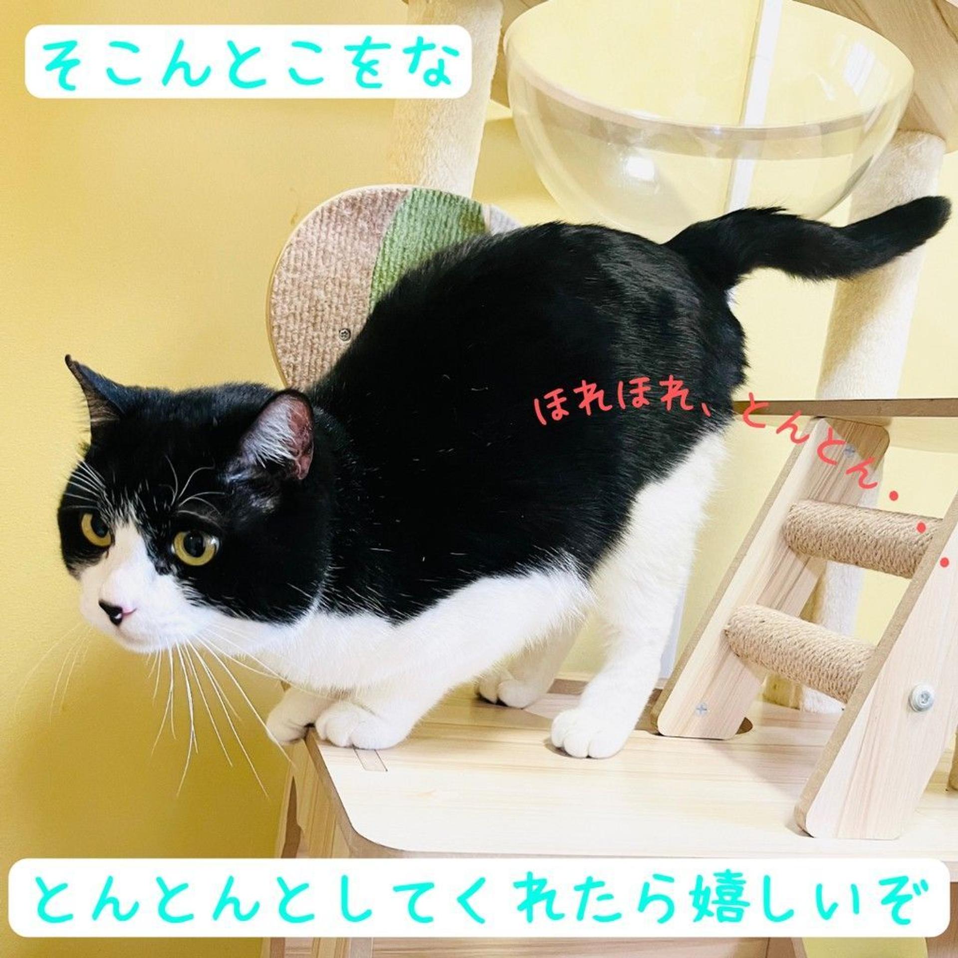 pet-image-6