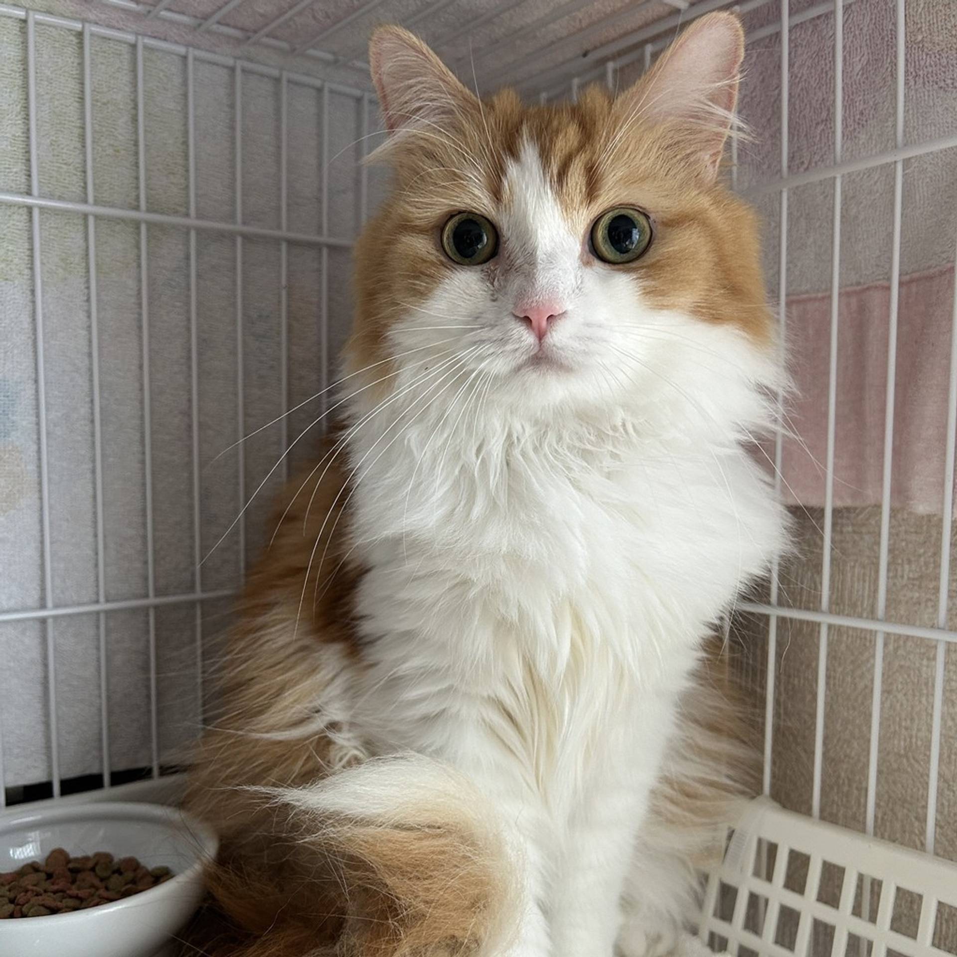 雑種（ミックス猫）・メスの里親募集の写真