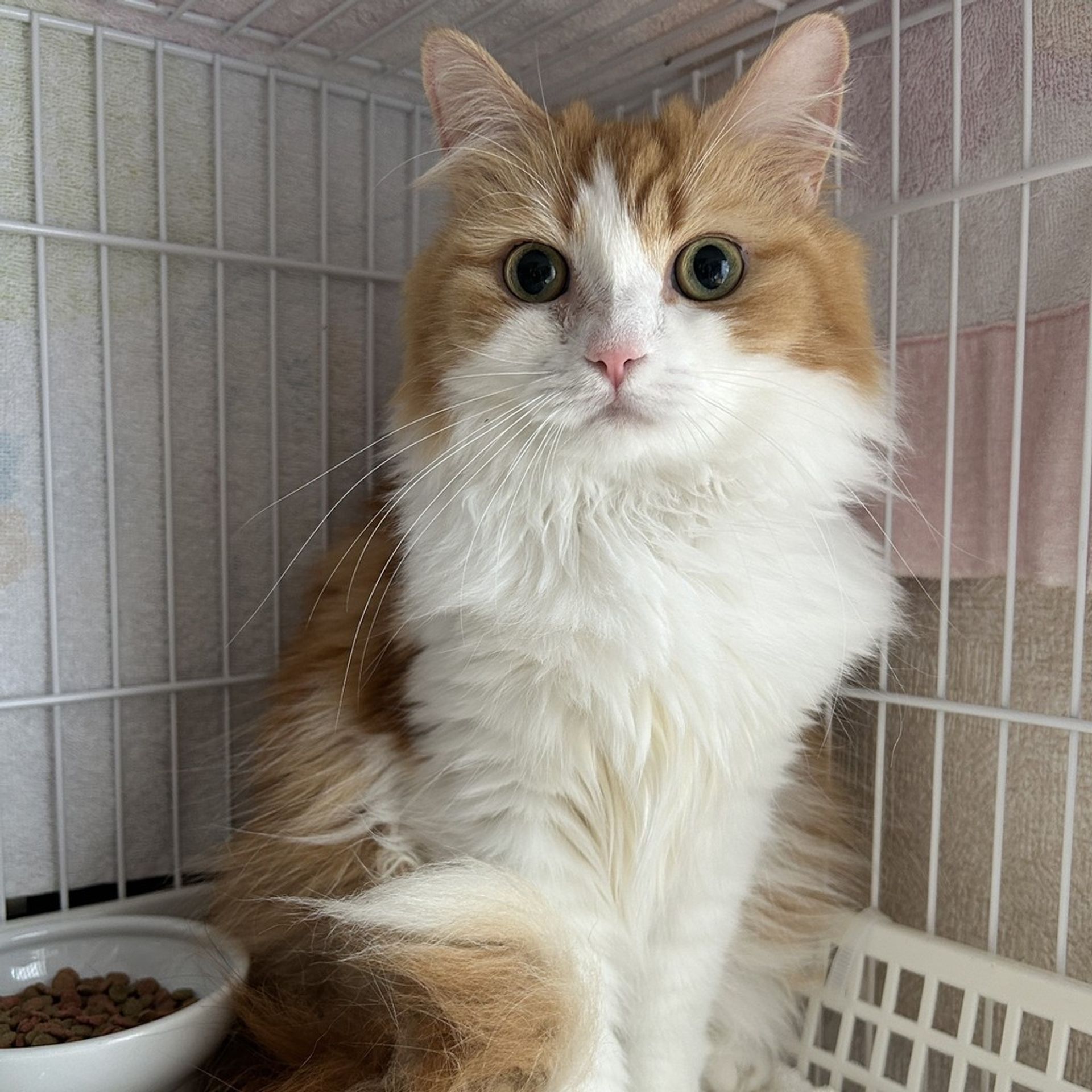 雑種（ミックス猫）・メスの里親募集の写真