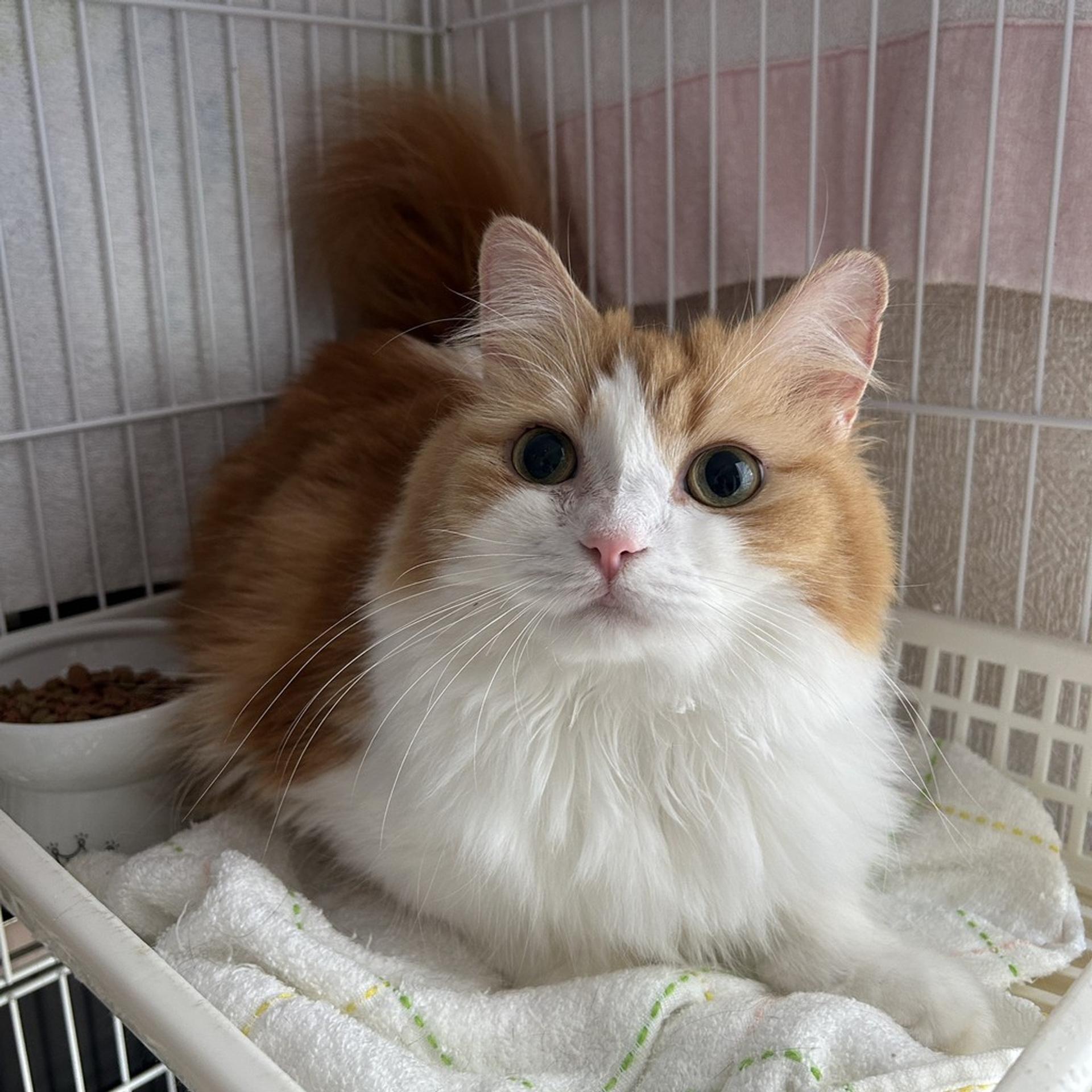 pet-image-8