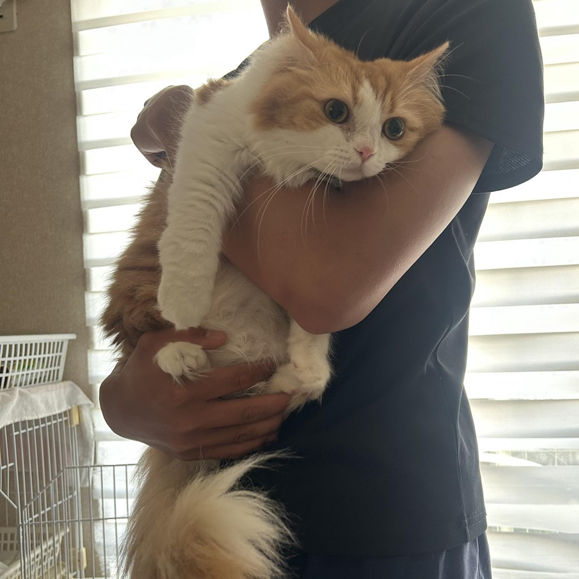 pet-image-10