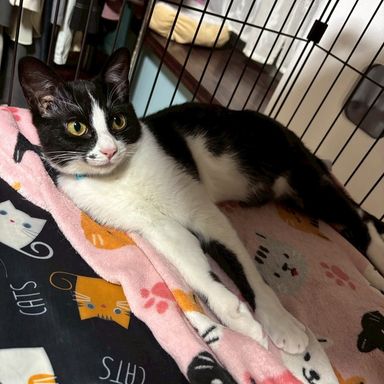 雑種（ミックス猫）・オスの里親募集の写真