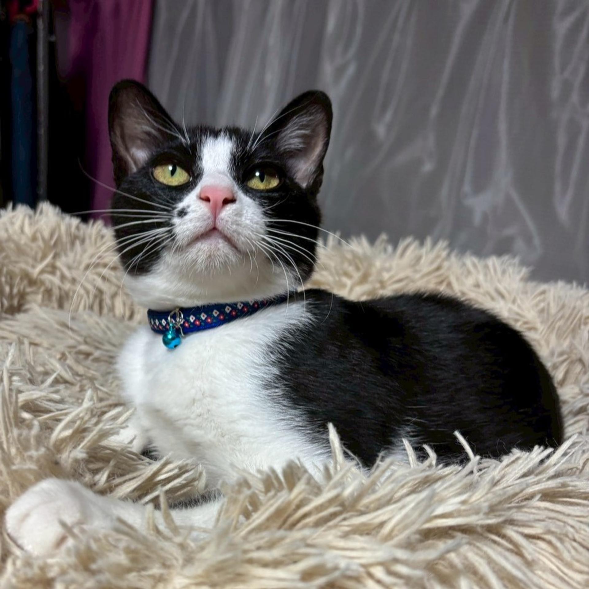 pet-image-6