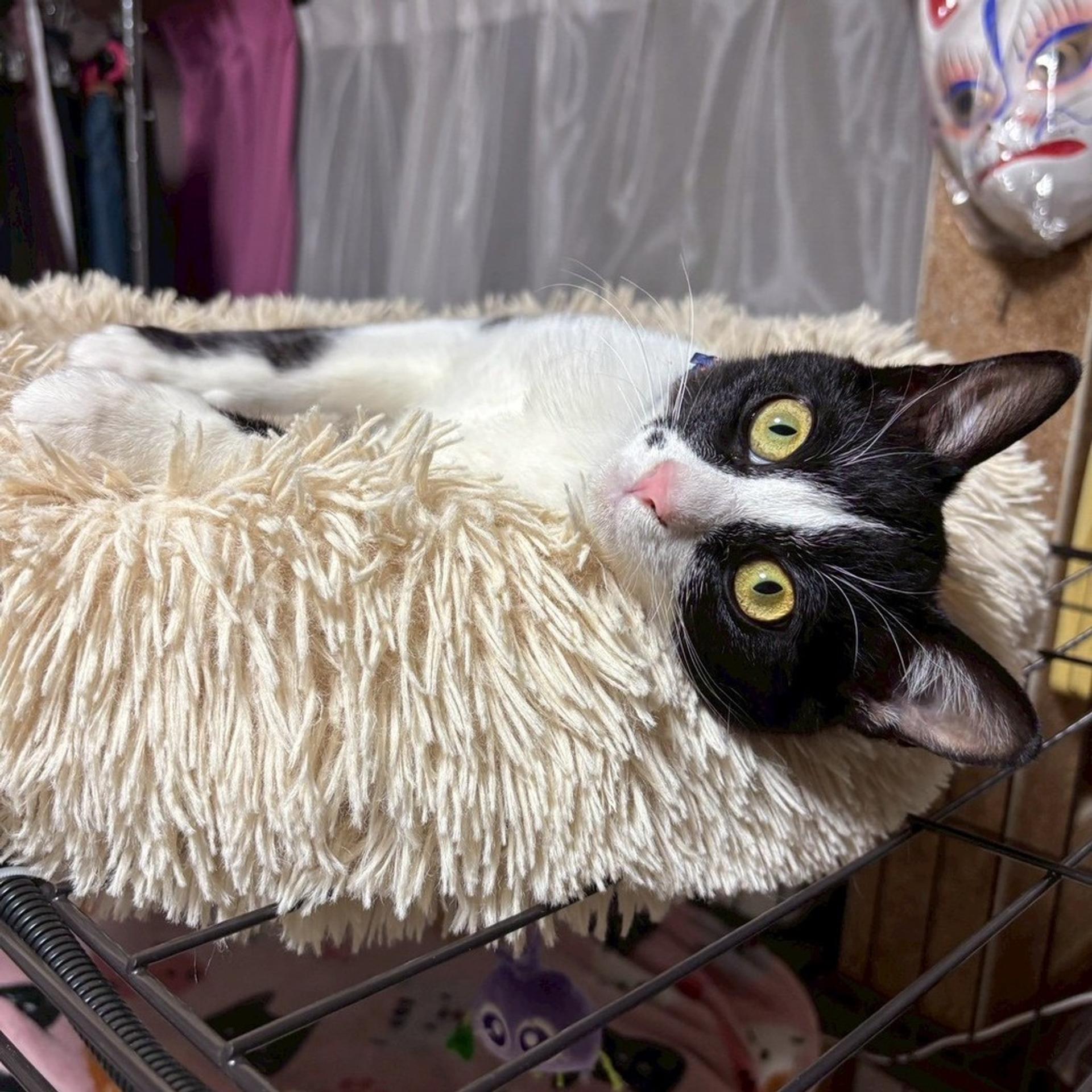 pet-image-8