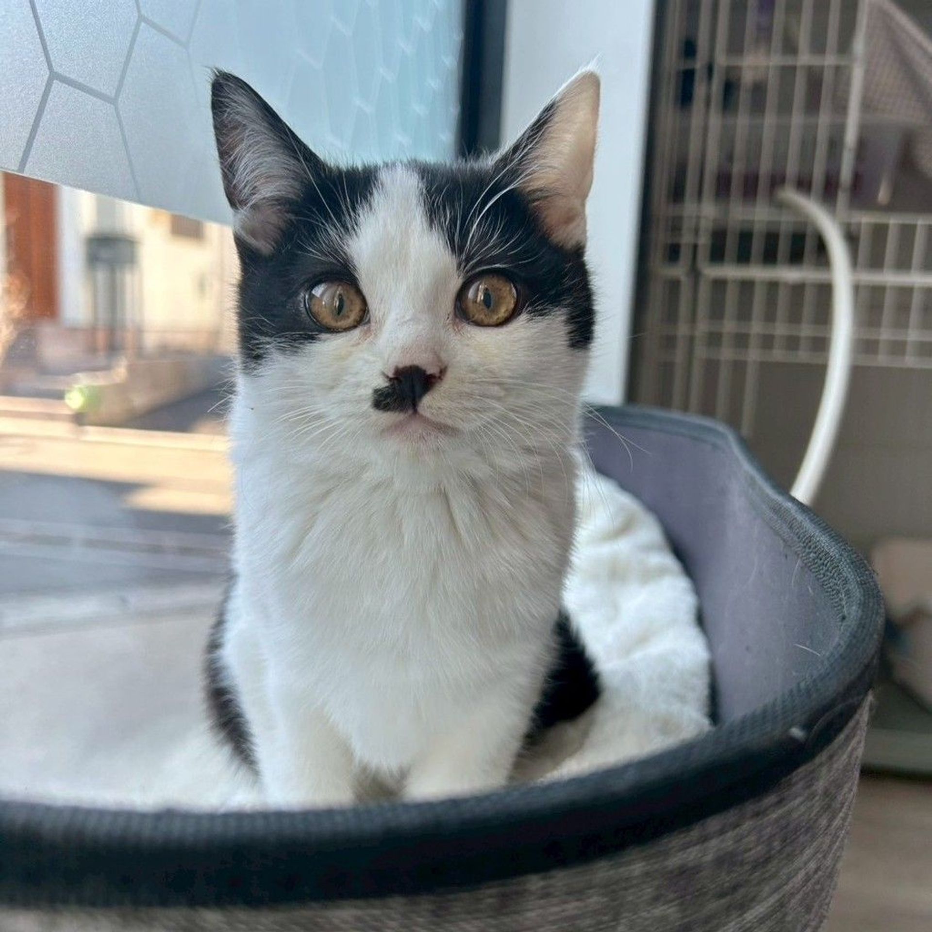 雑種（ミックス猫）・メスの里親募集の写真
