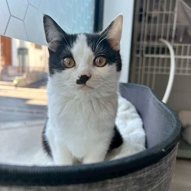 雑種（ミックス猫）・メスの里親募集の写真