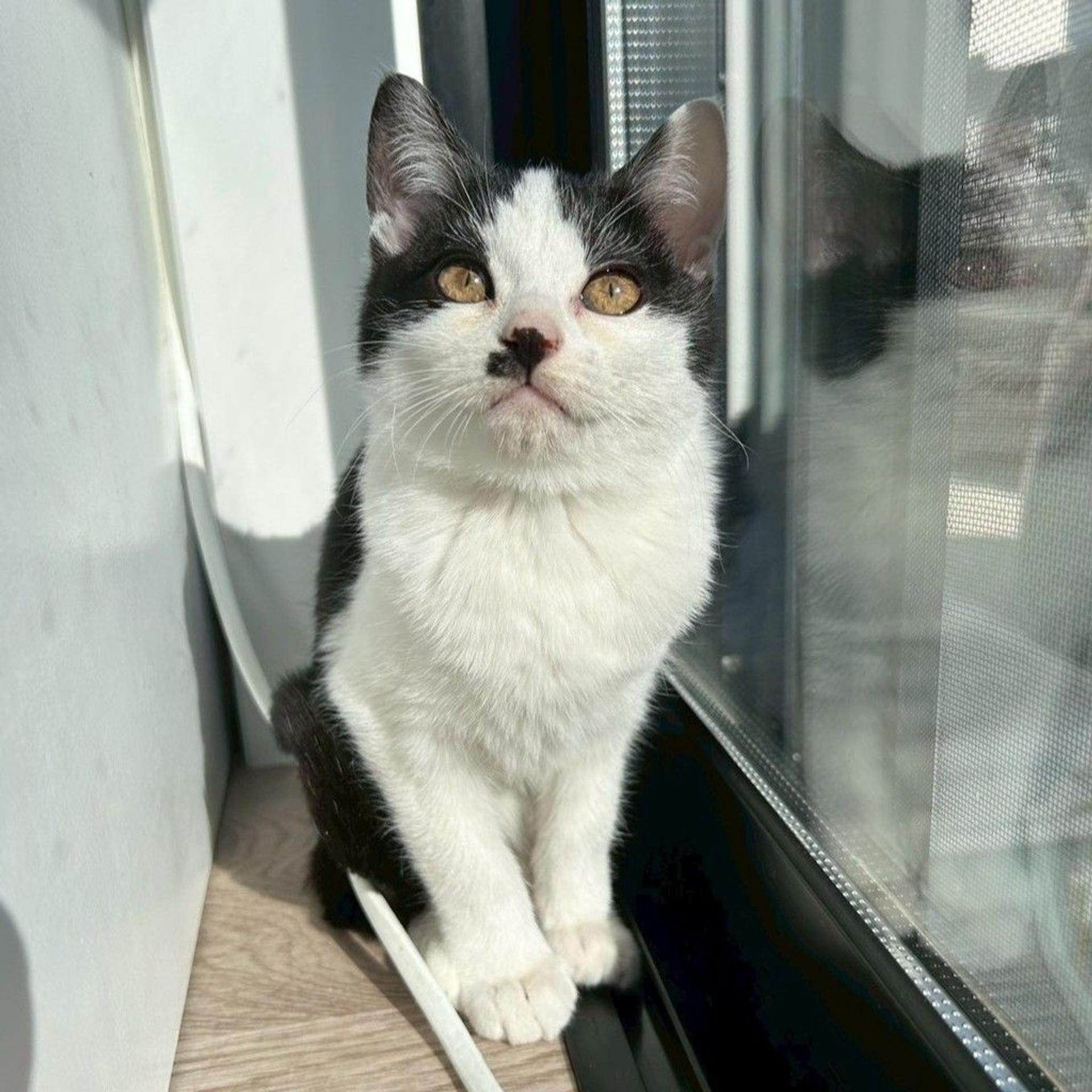 pet-image-3
