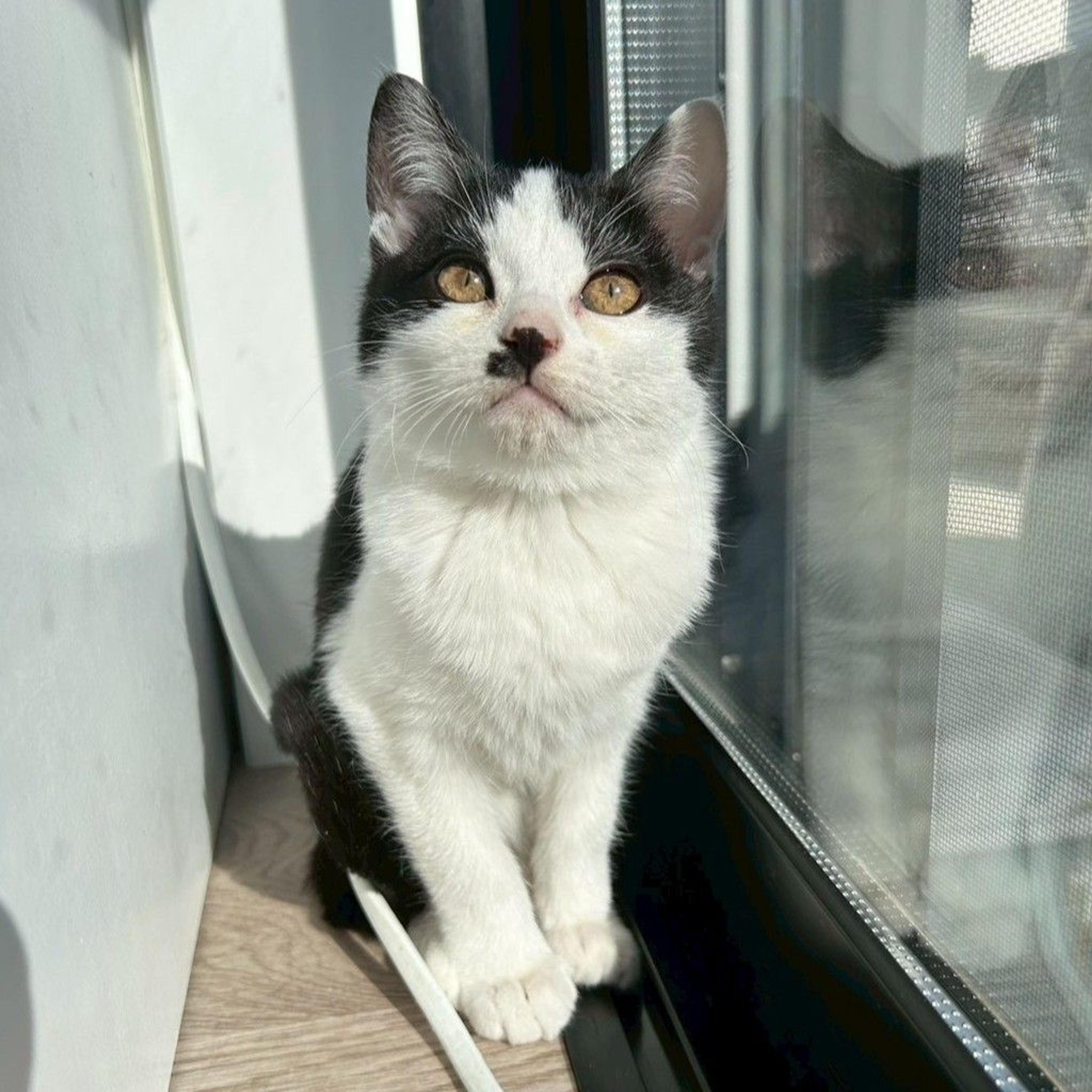 pet-image-3