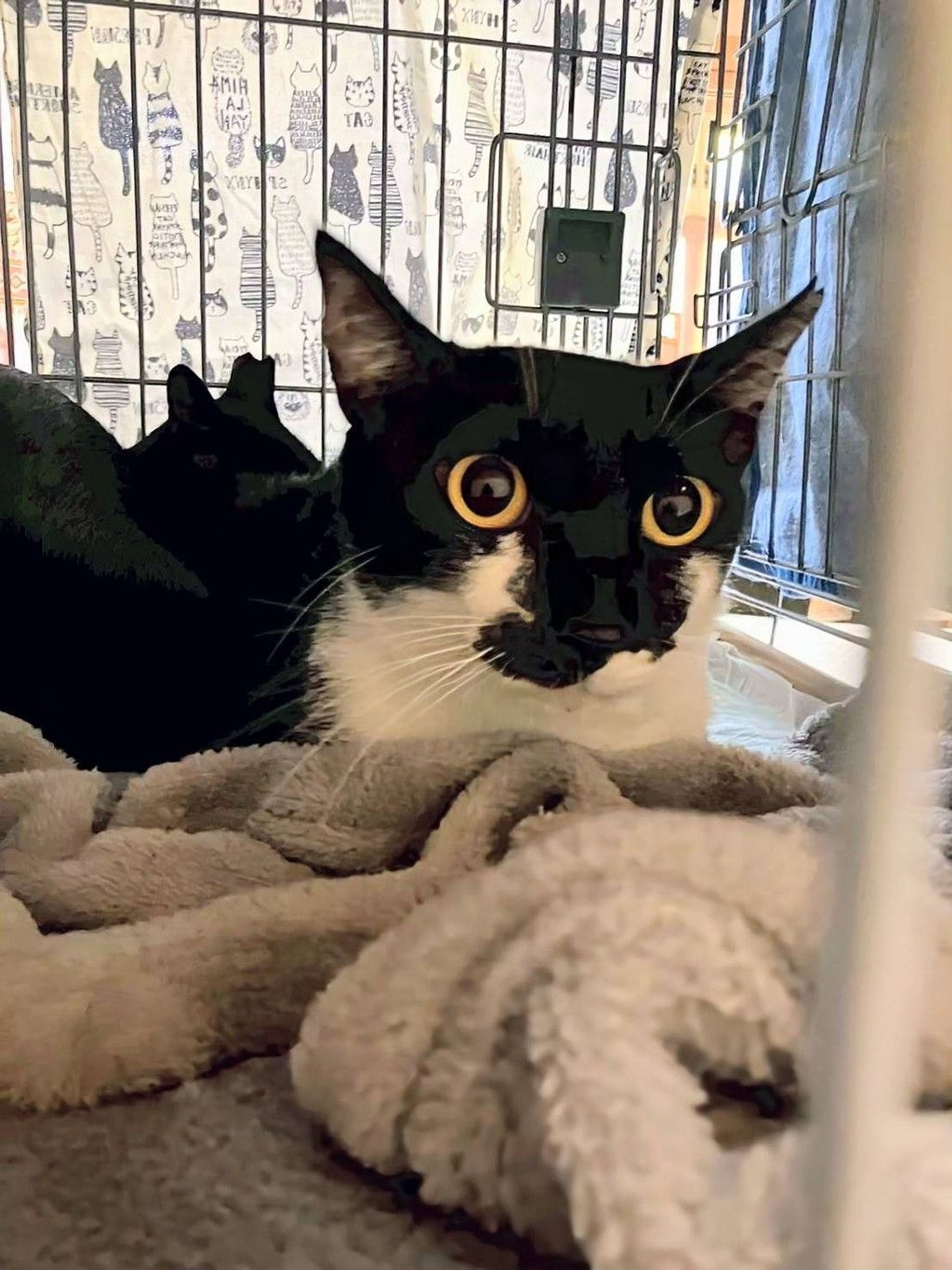 雑種（ミックス猫）・メスの里親募集の写真