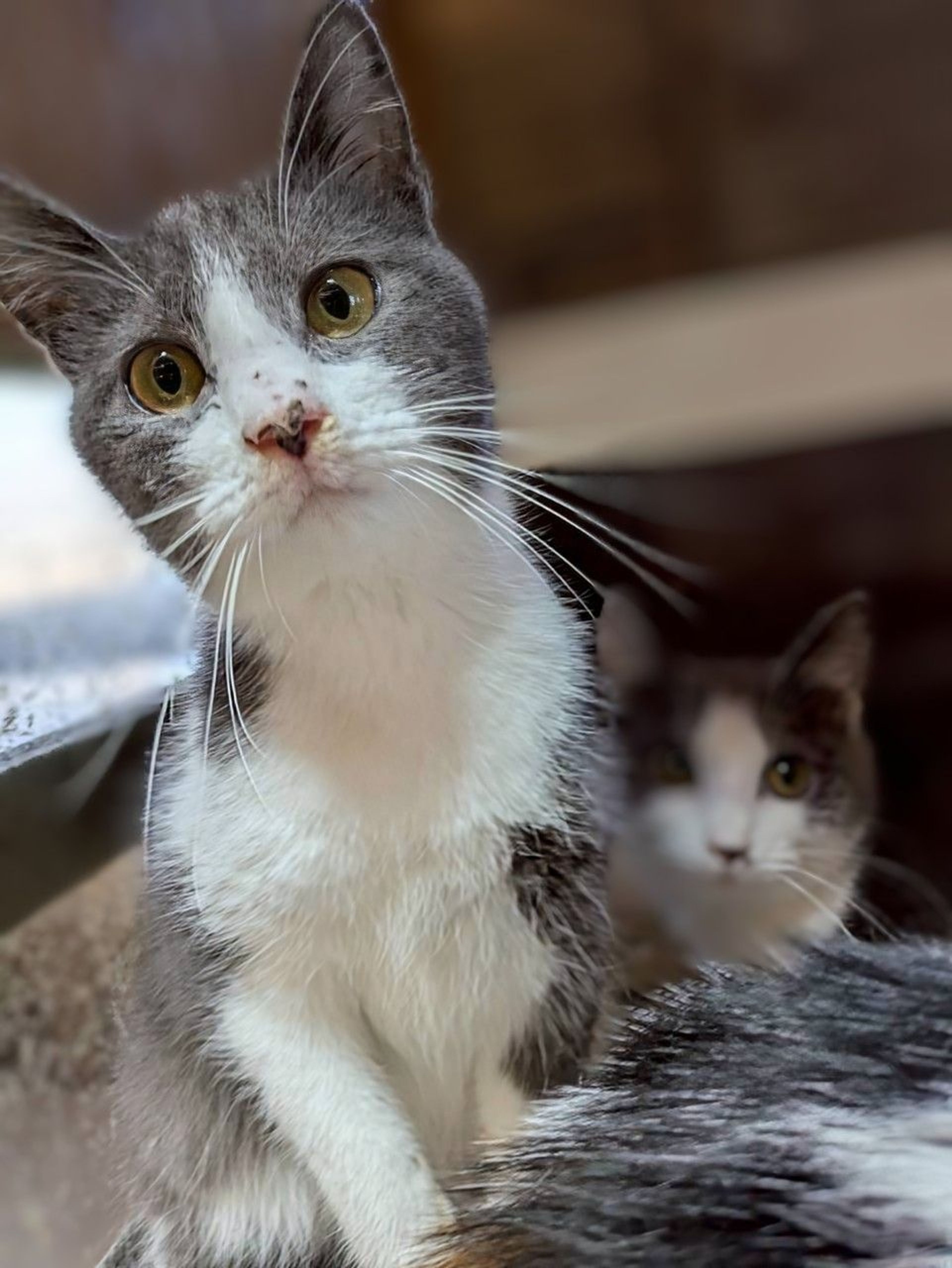 雑種（ミックス猫）・メスの里親募集の写真