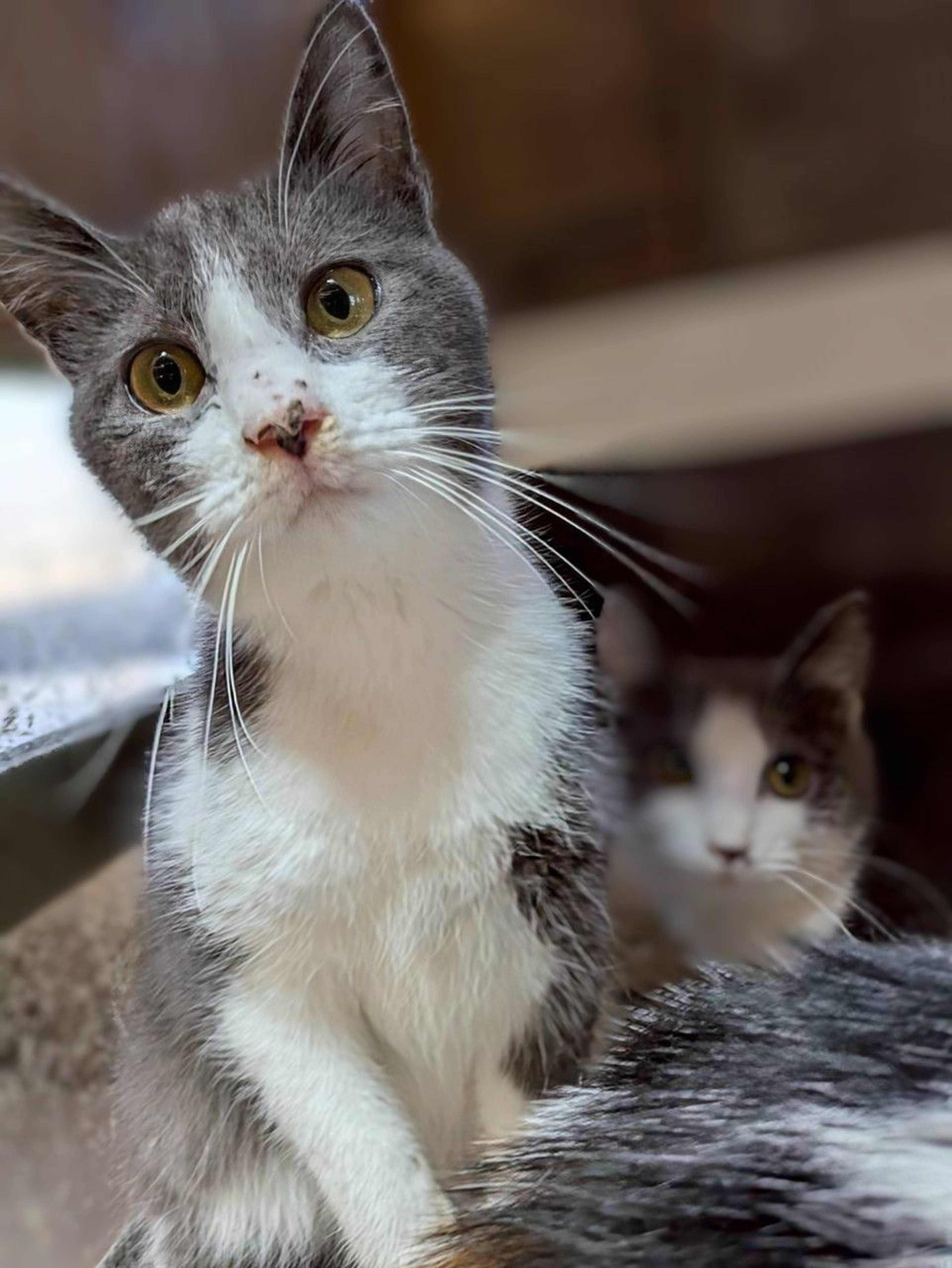 雑種（ミックス猫）・メスの里親募集の写真