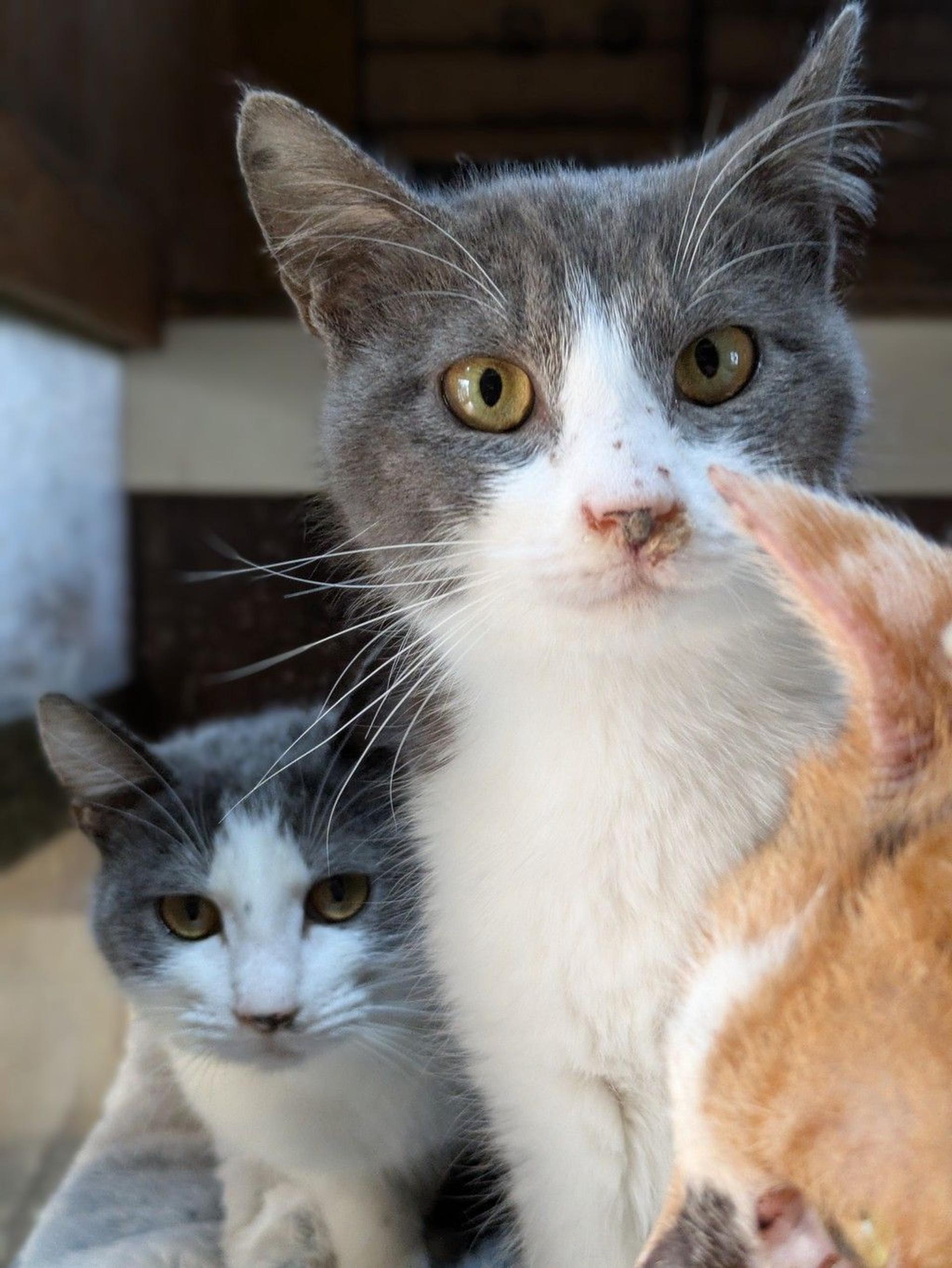 pet-image-2