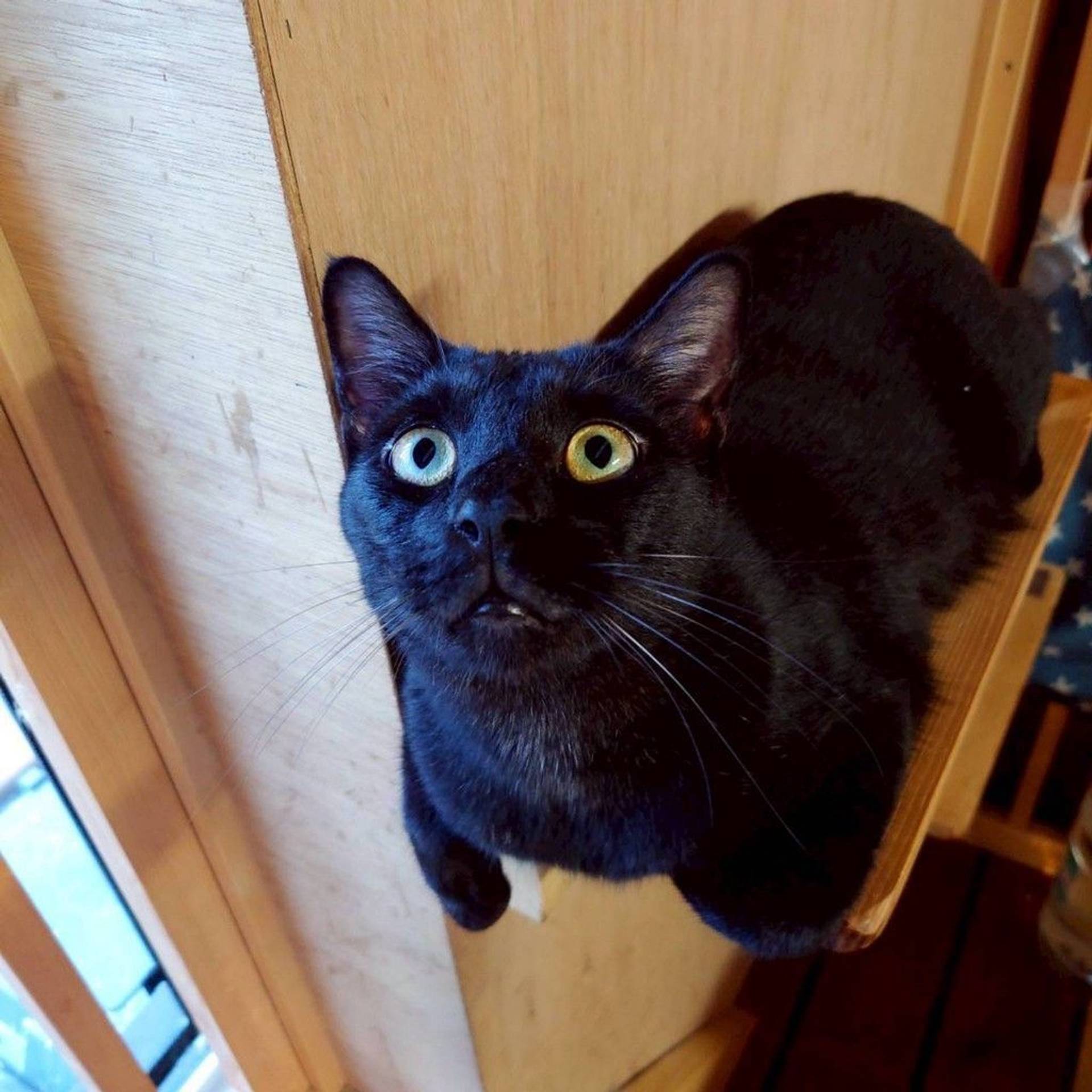 雑種（ミックス猫）・メスの里親募集の写真