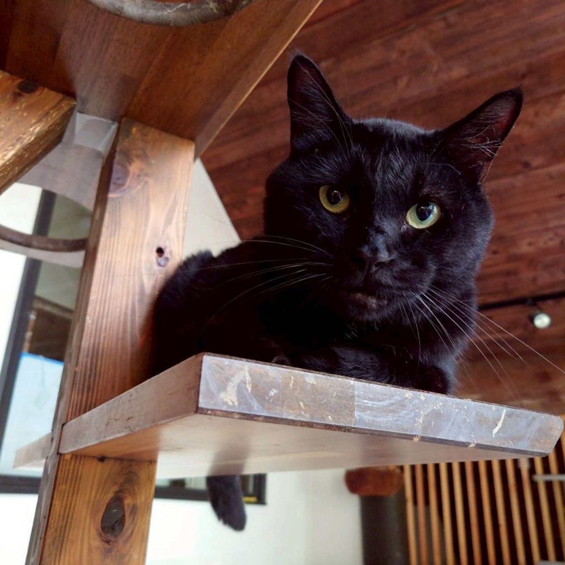 雑種（ミックス猫）・メスの里親募集の写真