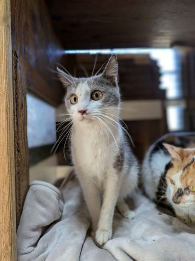 雑種（ミックス猫）・メスの里親募集の写真