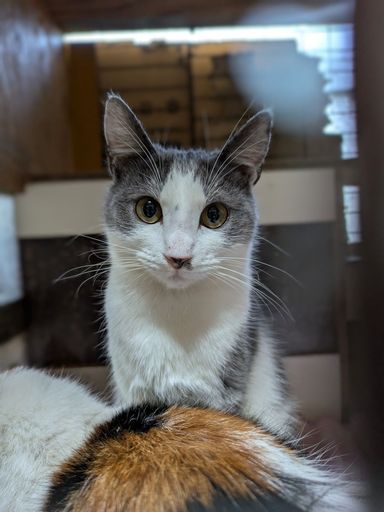 雑種（ミックス猫）・メスの里親募集の写真