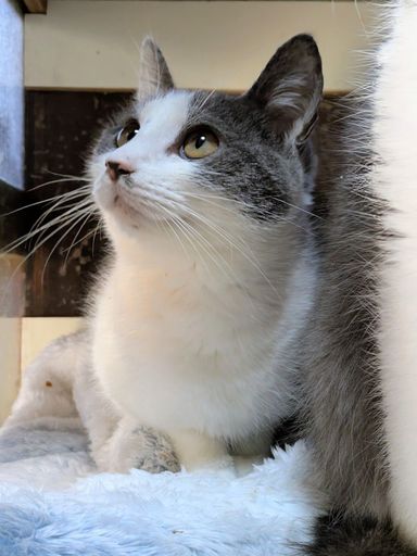 雑種（ミックス猫）・メスの里親募集の写真