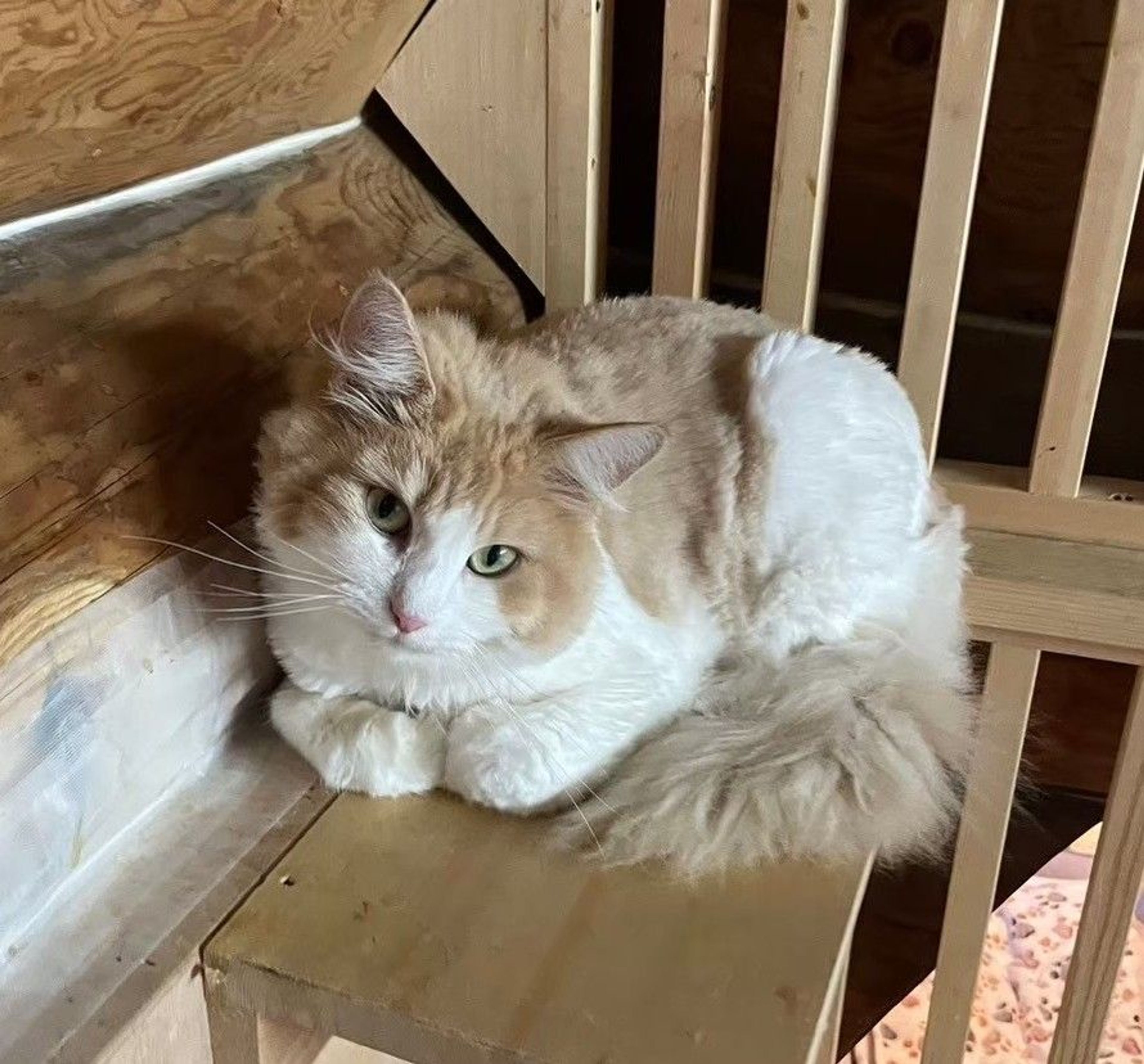雑種（ミックス猫）・メスの里親募集の写真