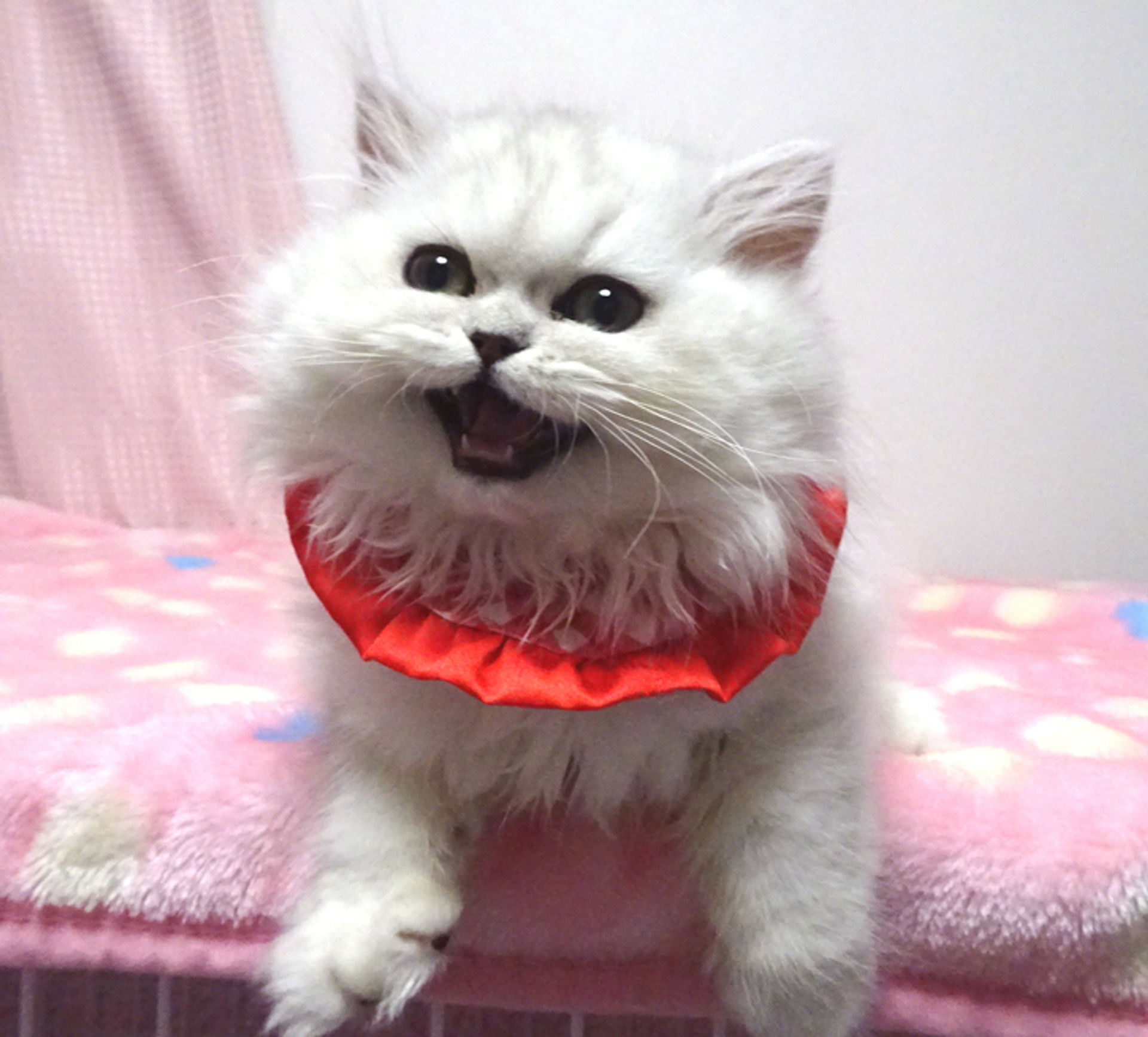 ペルシャ・メスの里親募集の写真