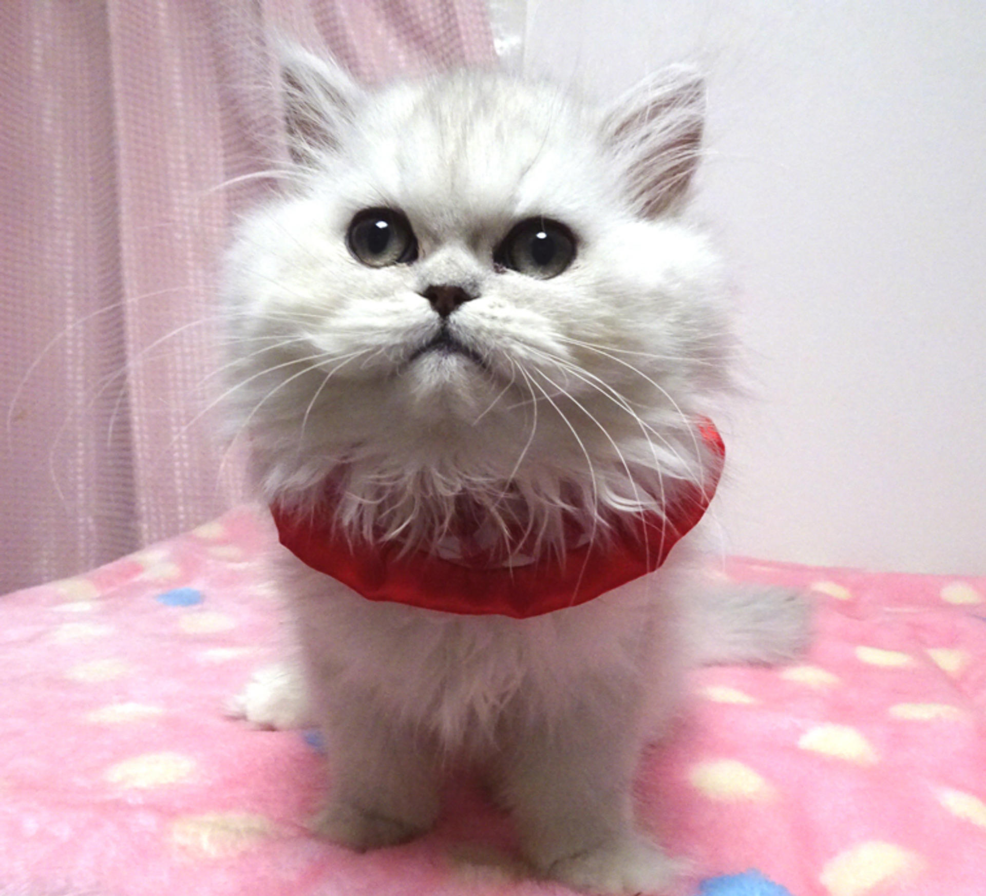 pet-image-2
