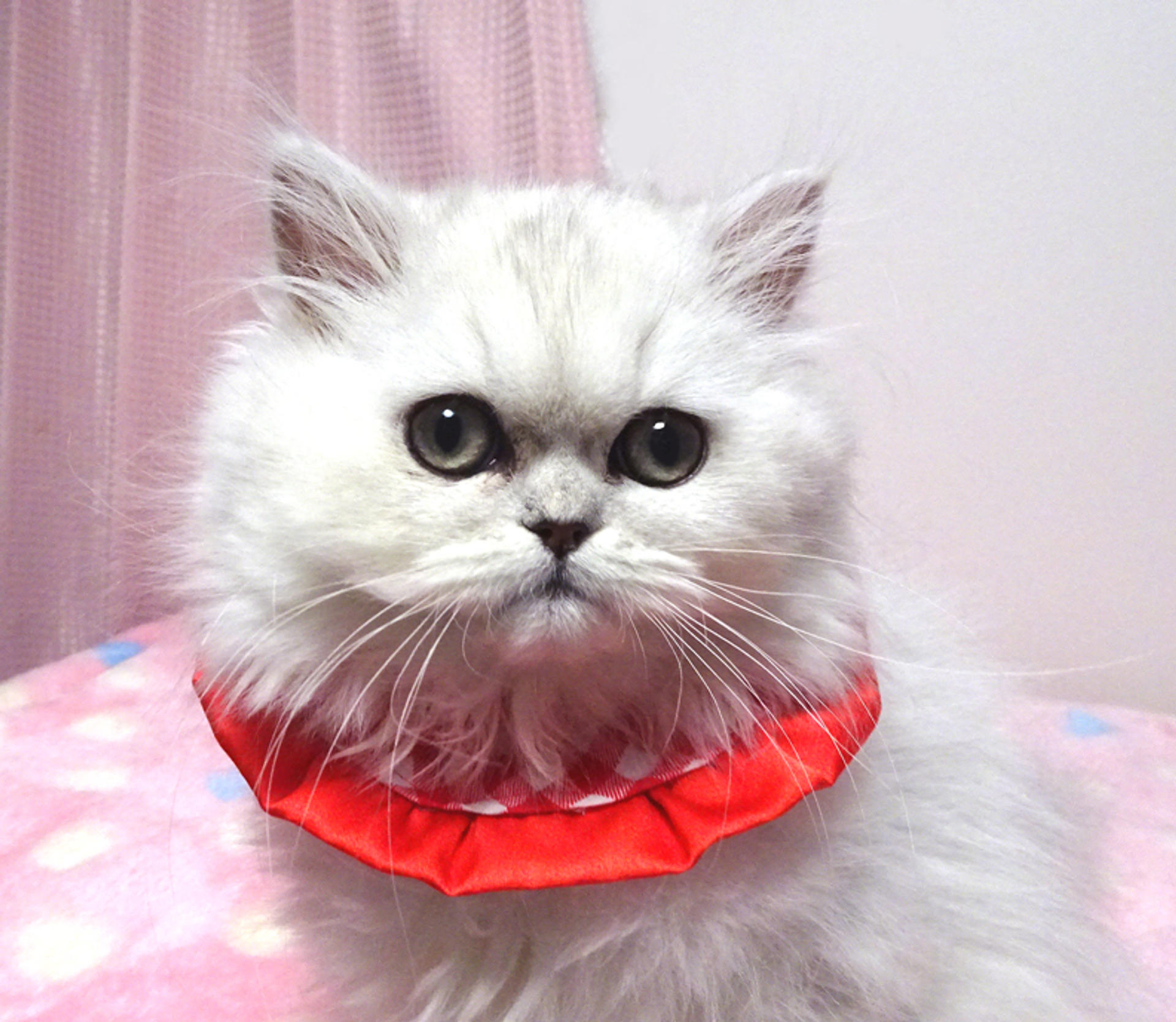 pet-image-3