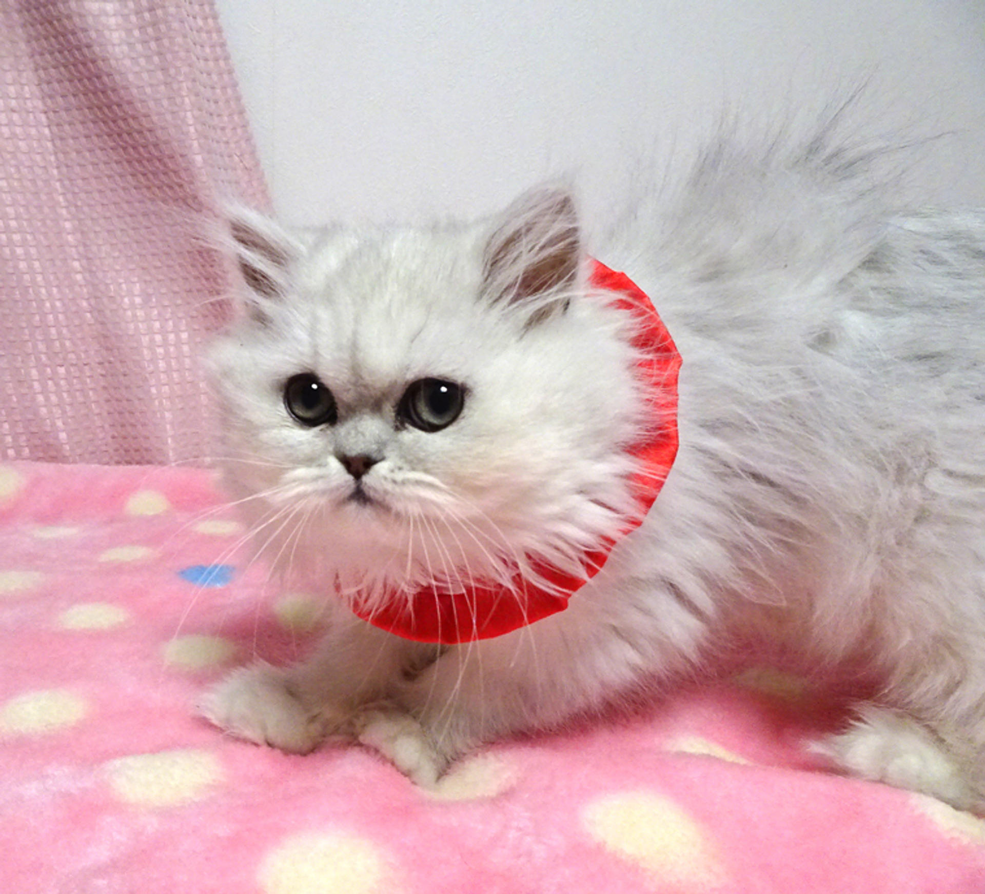 pet-image-4