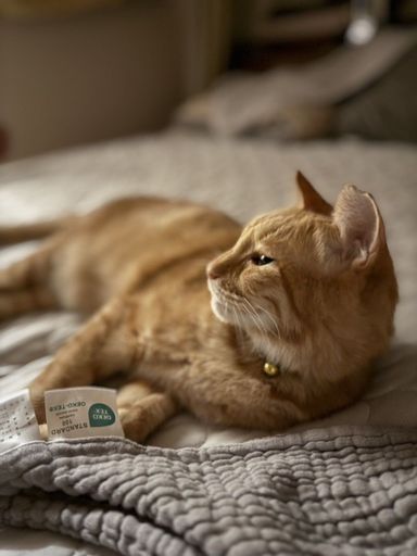 雑種（ミックス猫）・オスの里親募集の写真