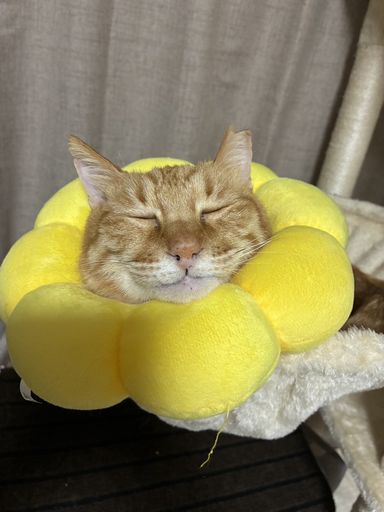 雑種（ミックス猫）・オスの里親募集の写真