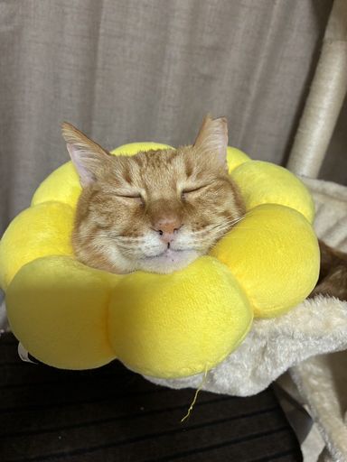 雑種（ミックス猫）・オスの里親募集の写真