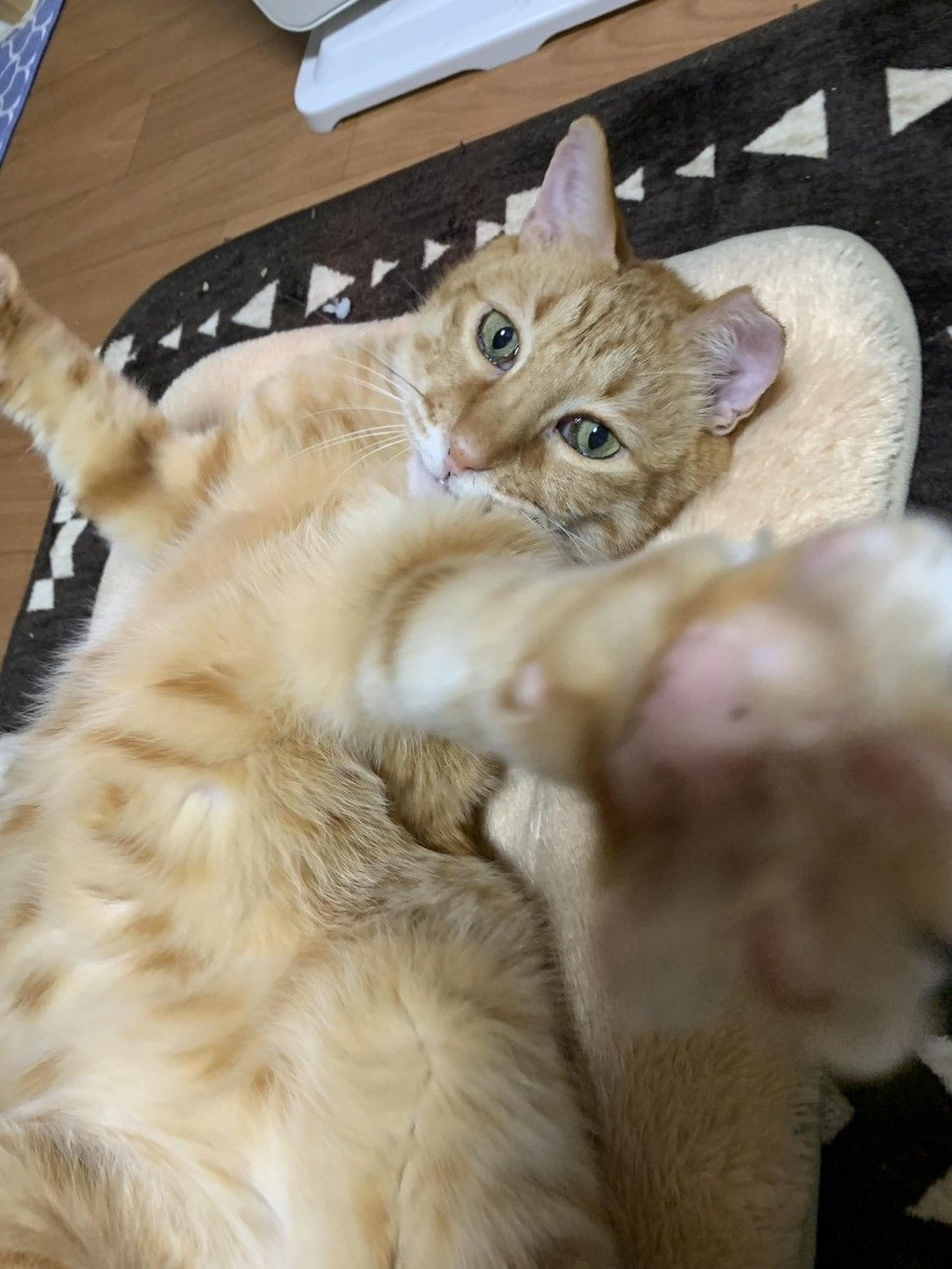 pet-image-3