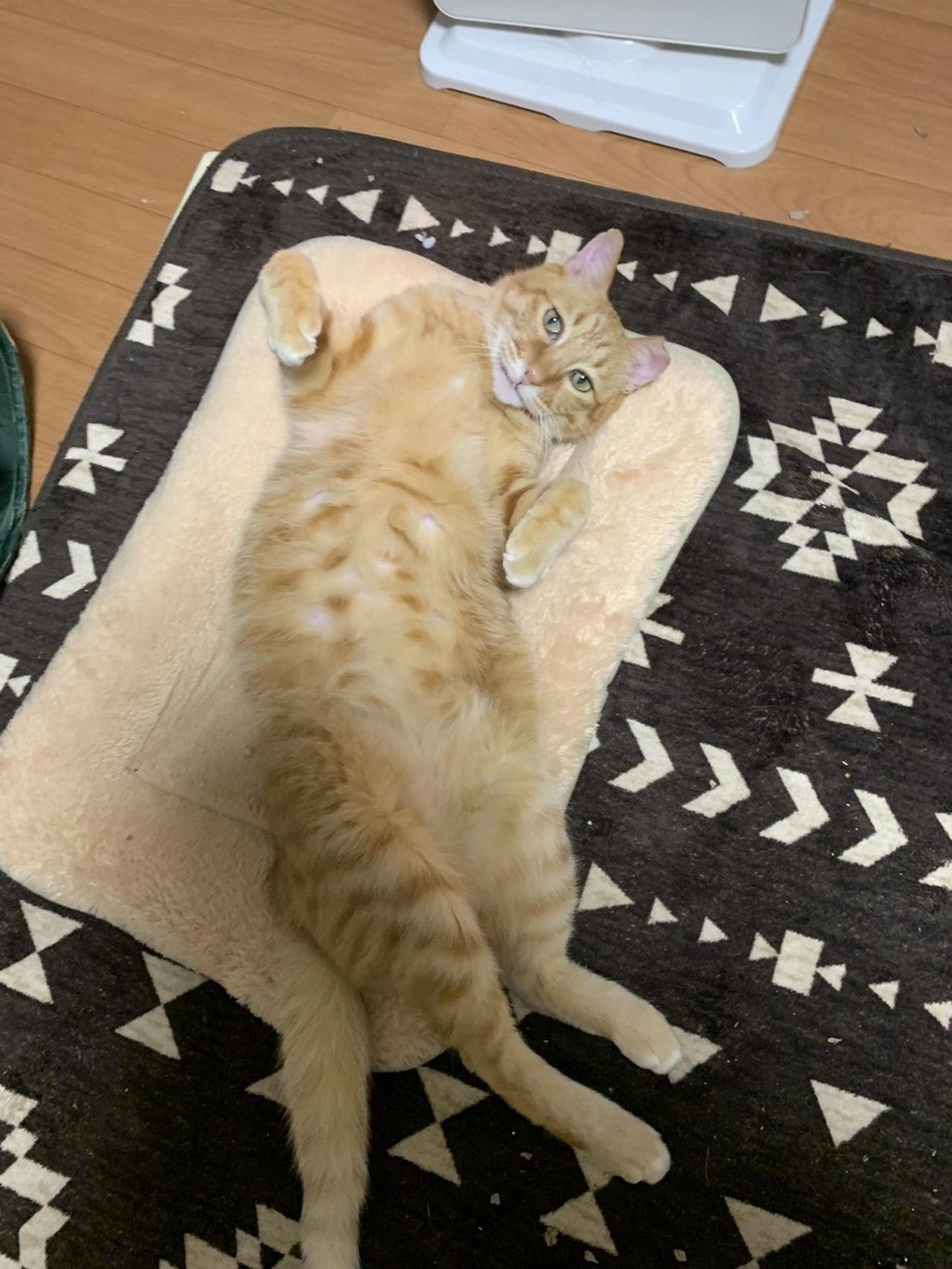 pet-image-4