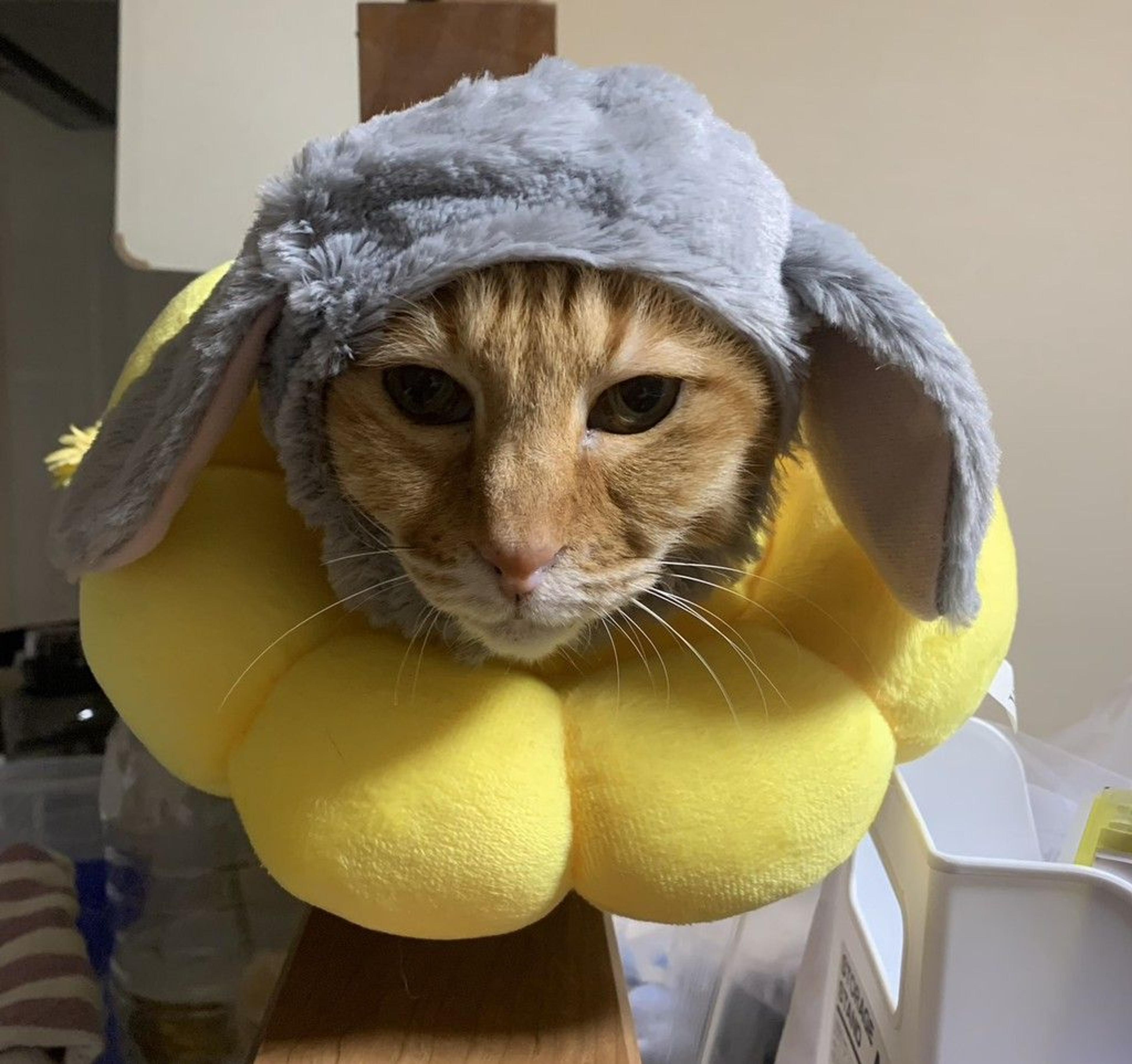 pet-image-5