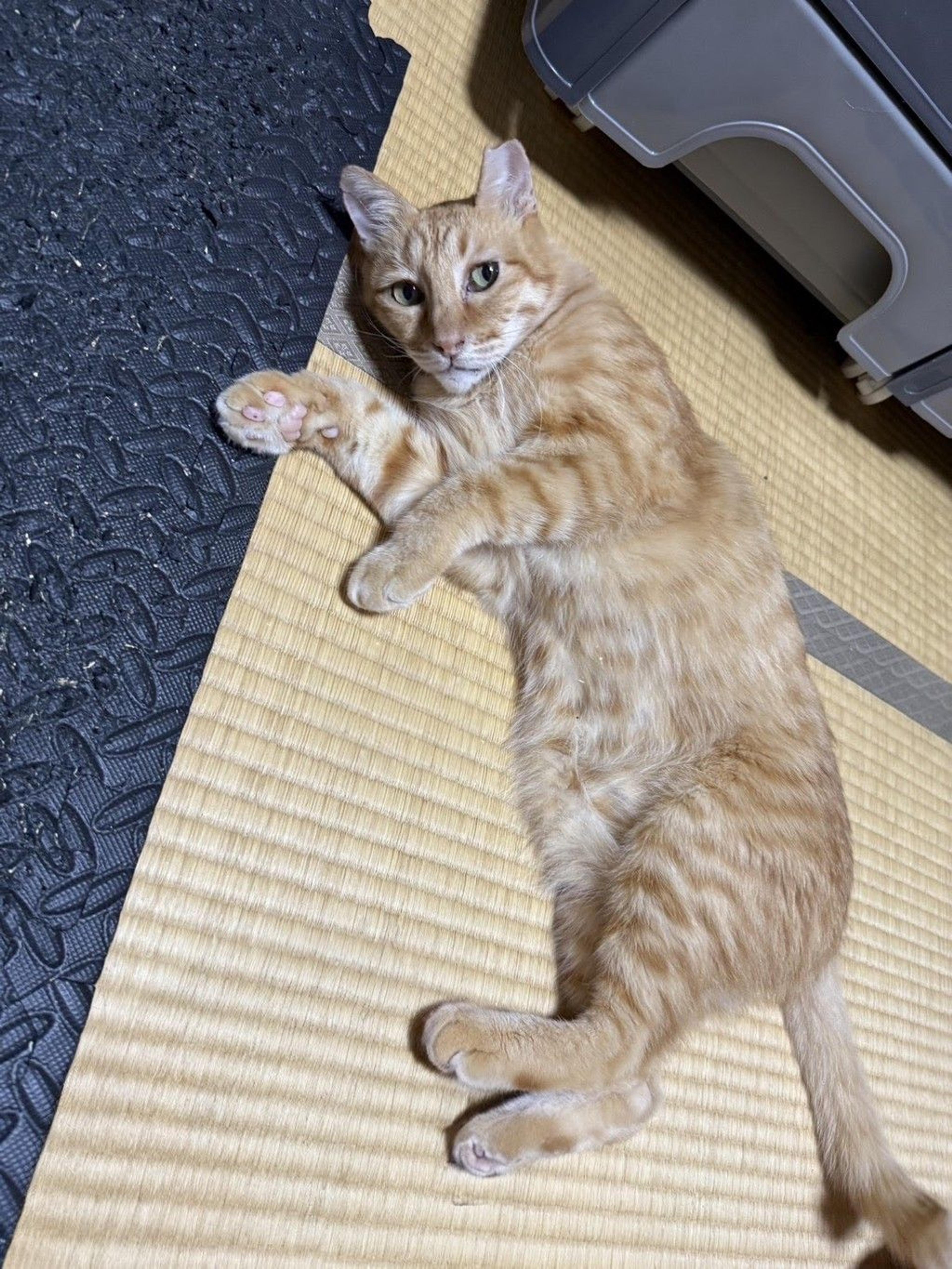 pet-image-6